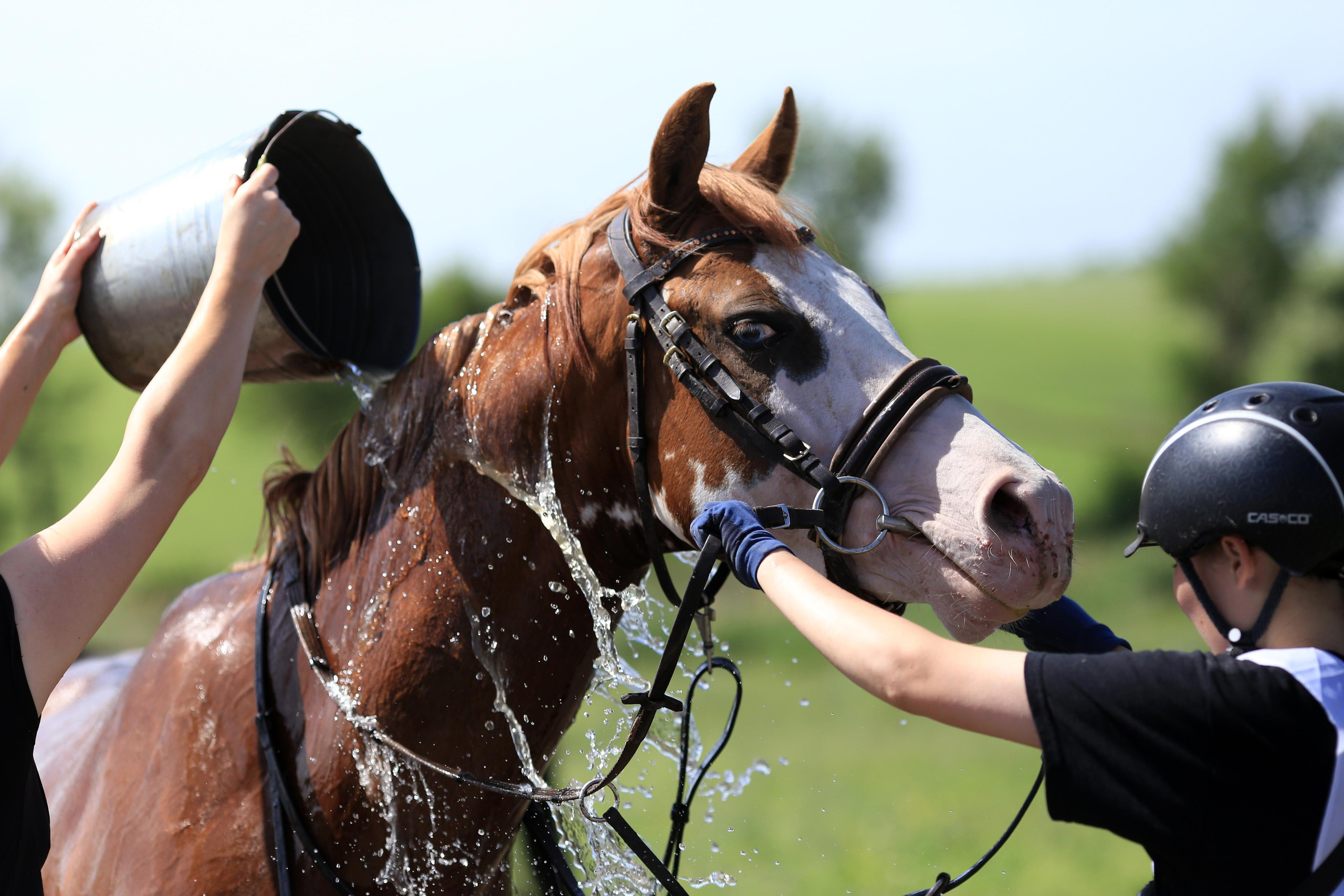 Конноспортивные соревнования. Фотограф Юлия Гросс