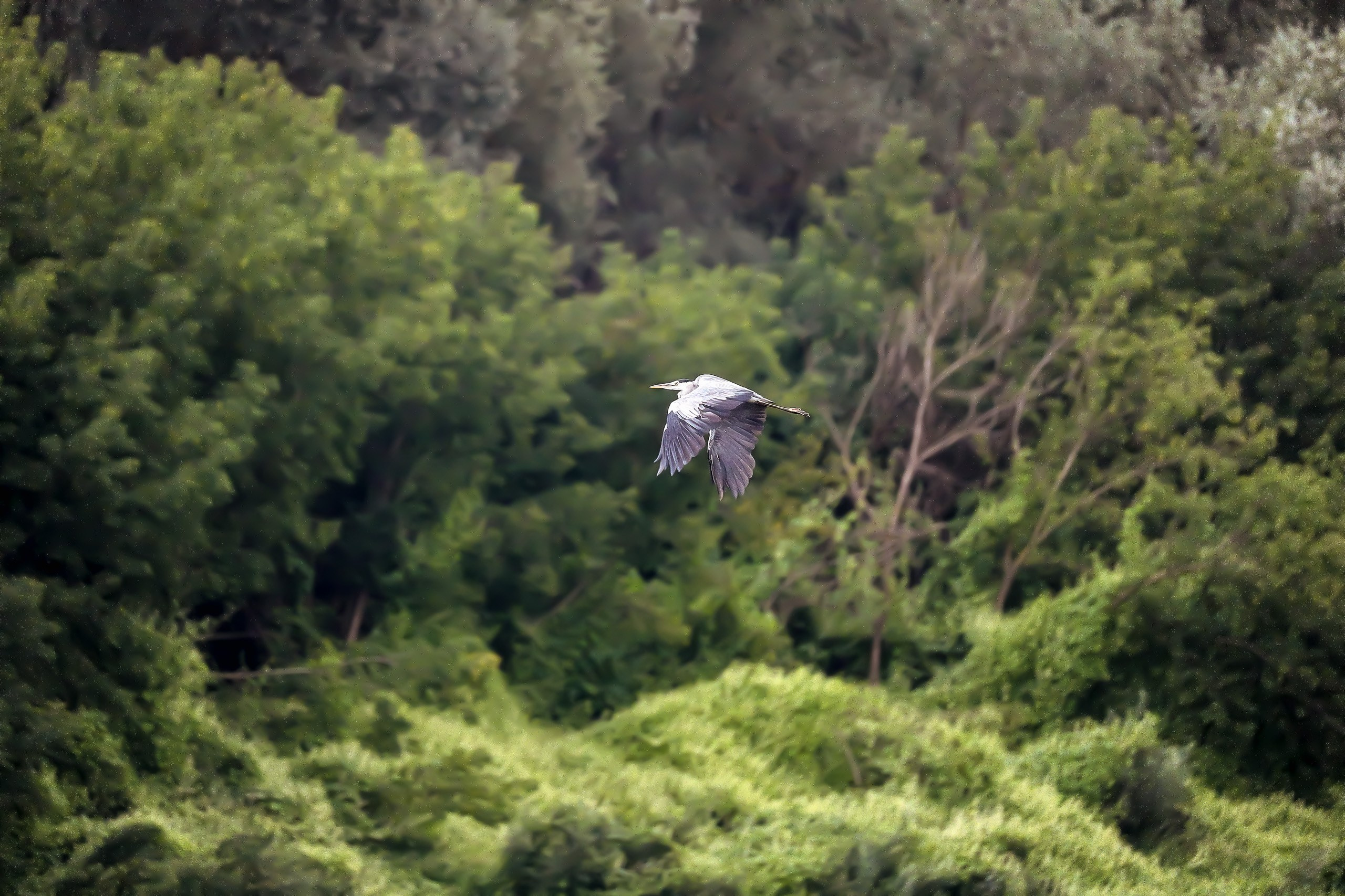 Белая цапля в полете
