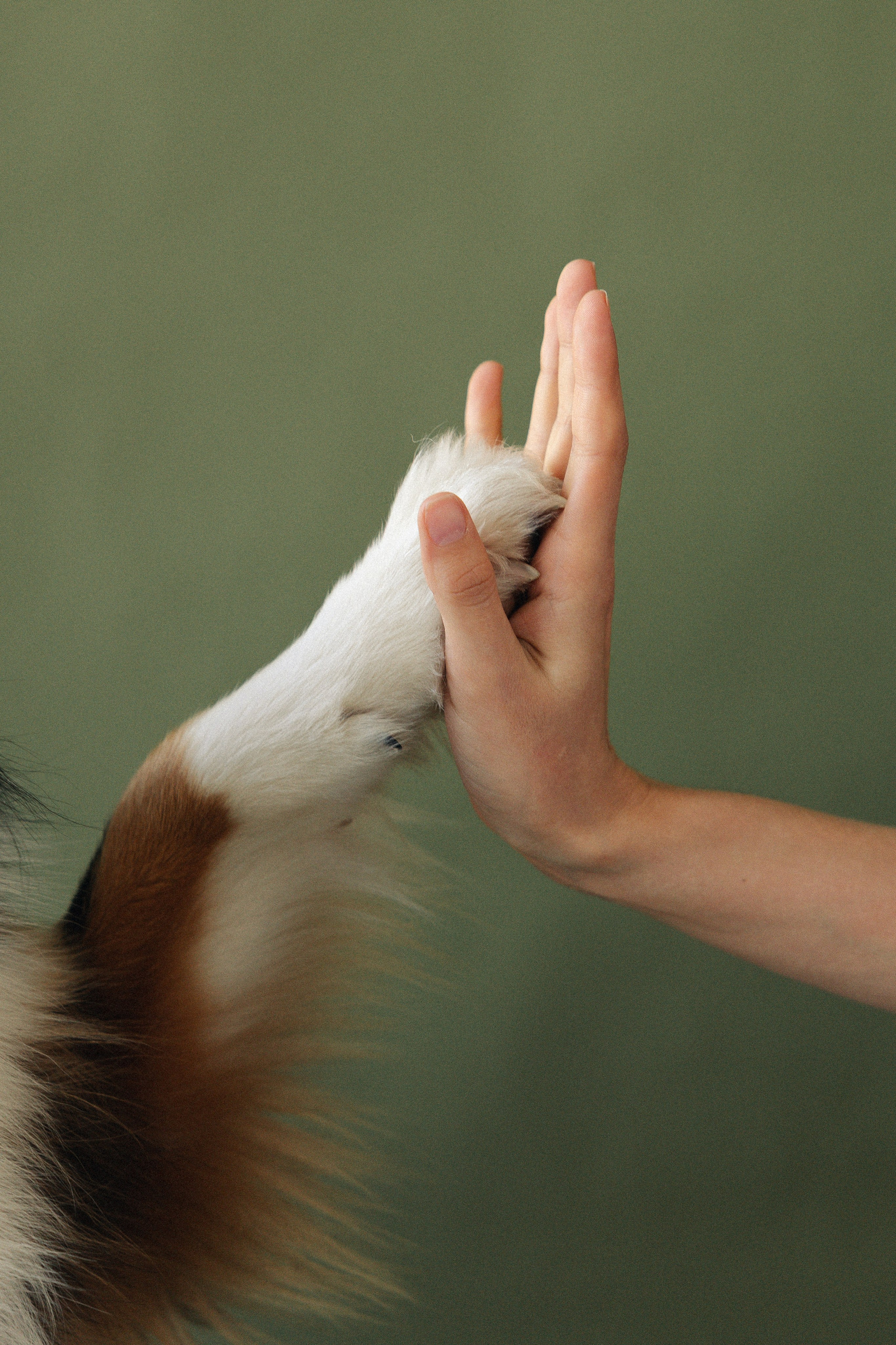 Любовь и хвост. Майорова Валерия Фотограф Ставрополь