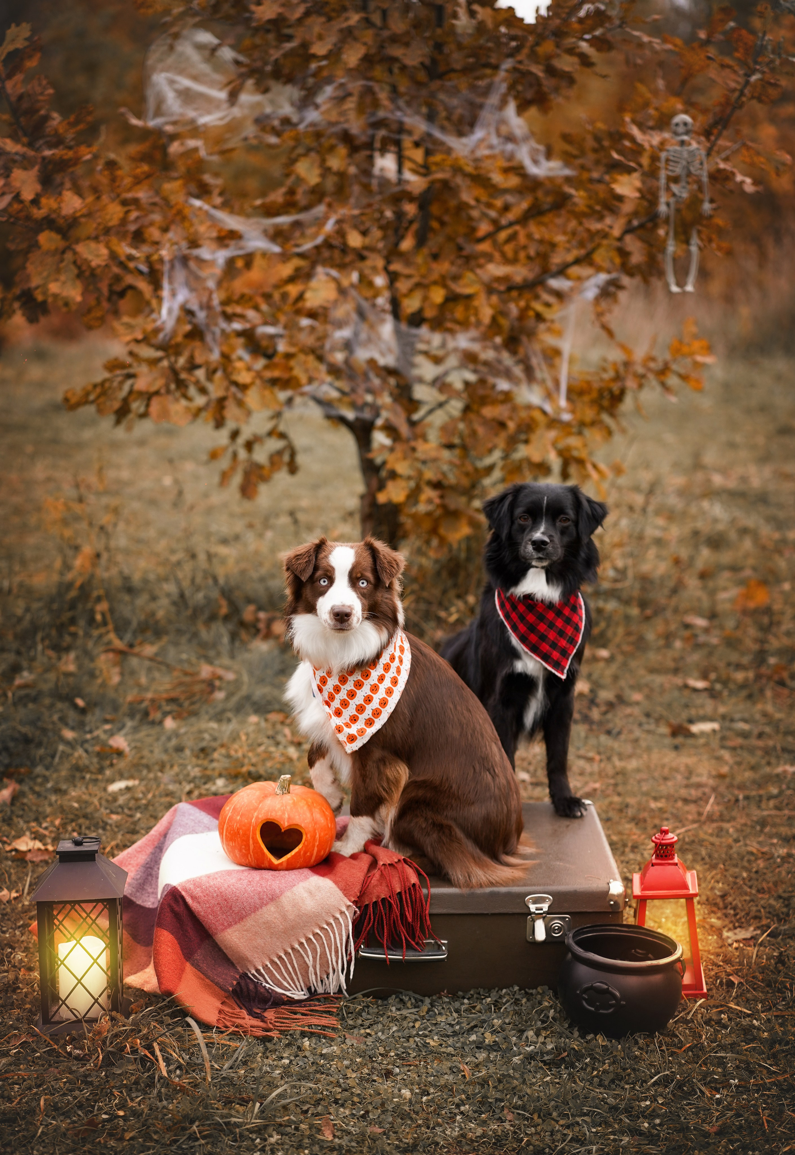 Фотодень Хэллоуин 2025. Фотограф-анималист в Санкт-Петербурге Яна Мартынова