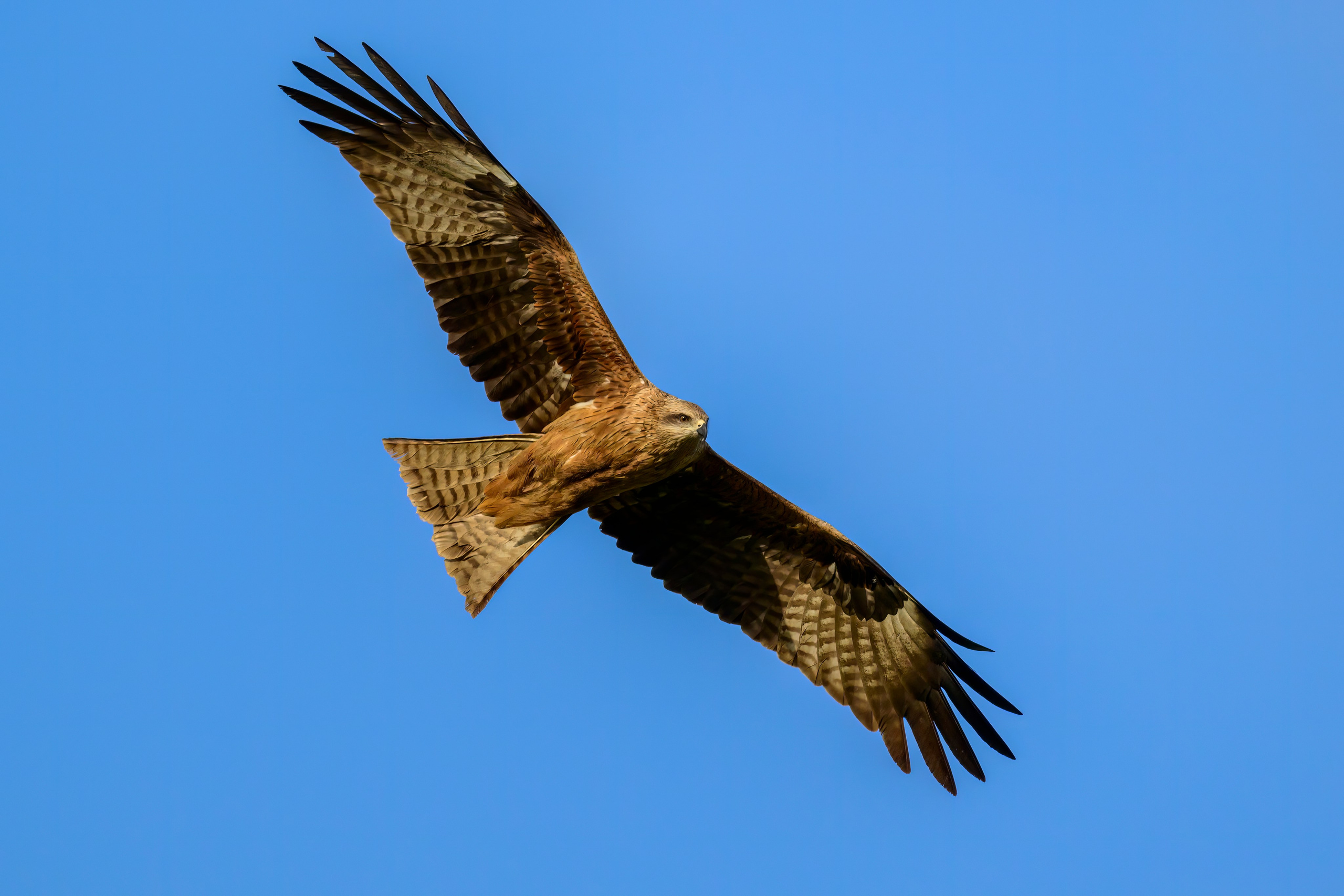 Сова в снежную бурю. Wildlife photography by Sergey Puponin