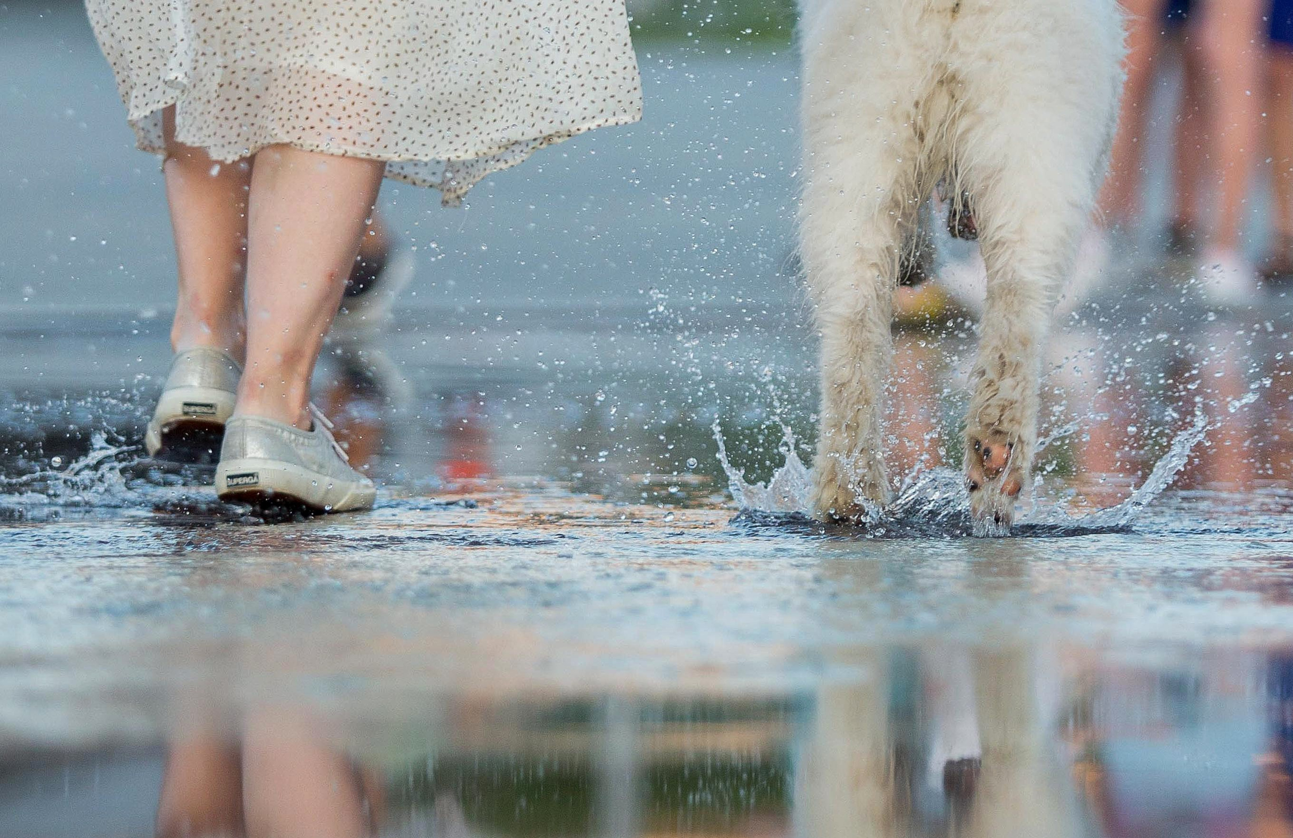 Анастасия, Евгений и самоед Ройс. Https://moshkovaphoto.ru/