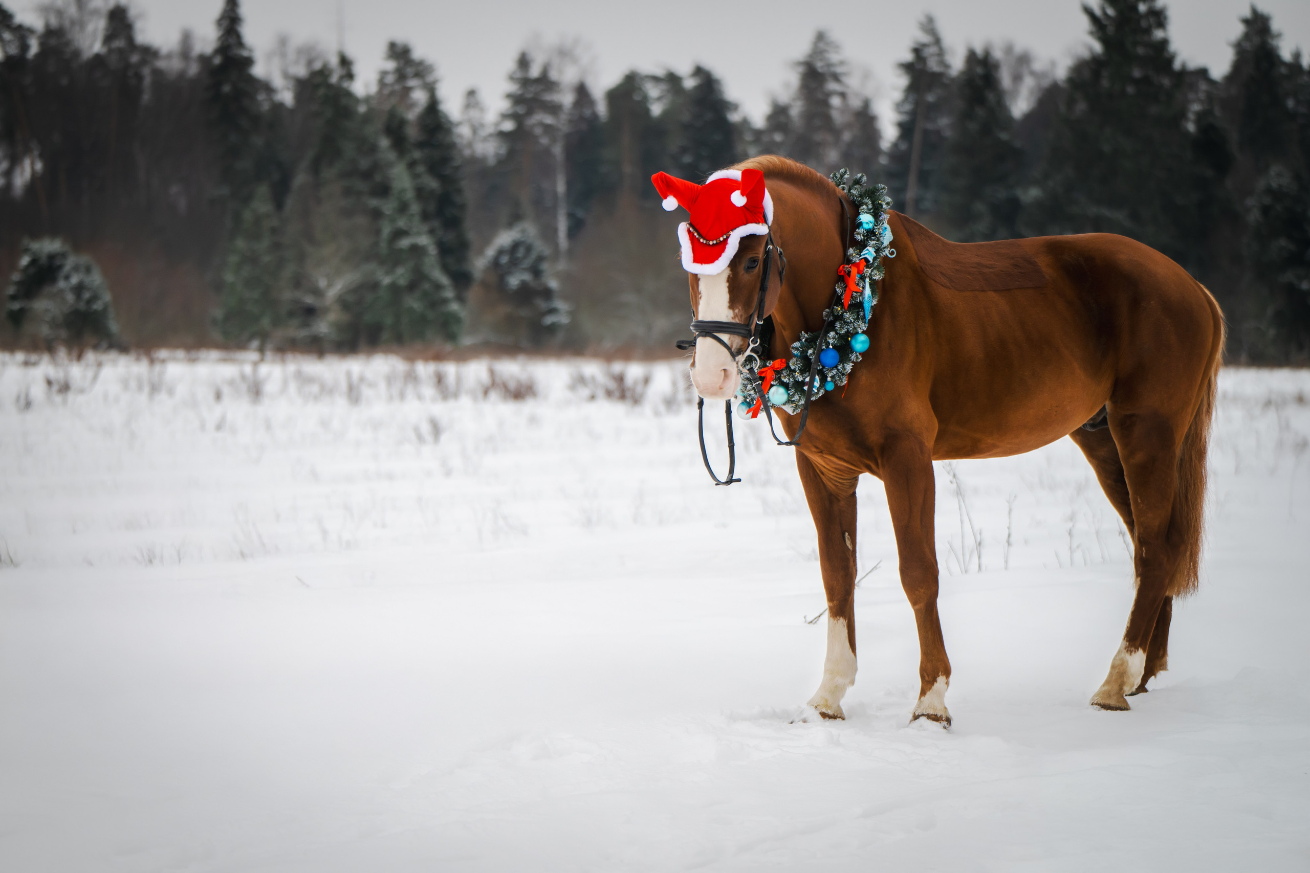 Виктория и Лео. Фотограф Анималист в Москве Анастасия Жучкова