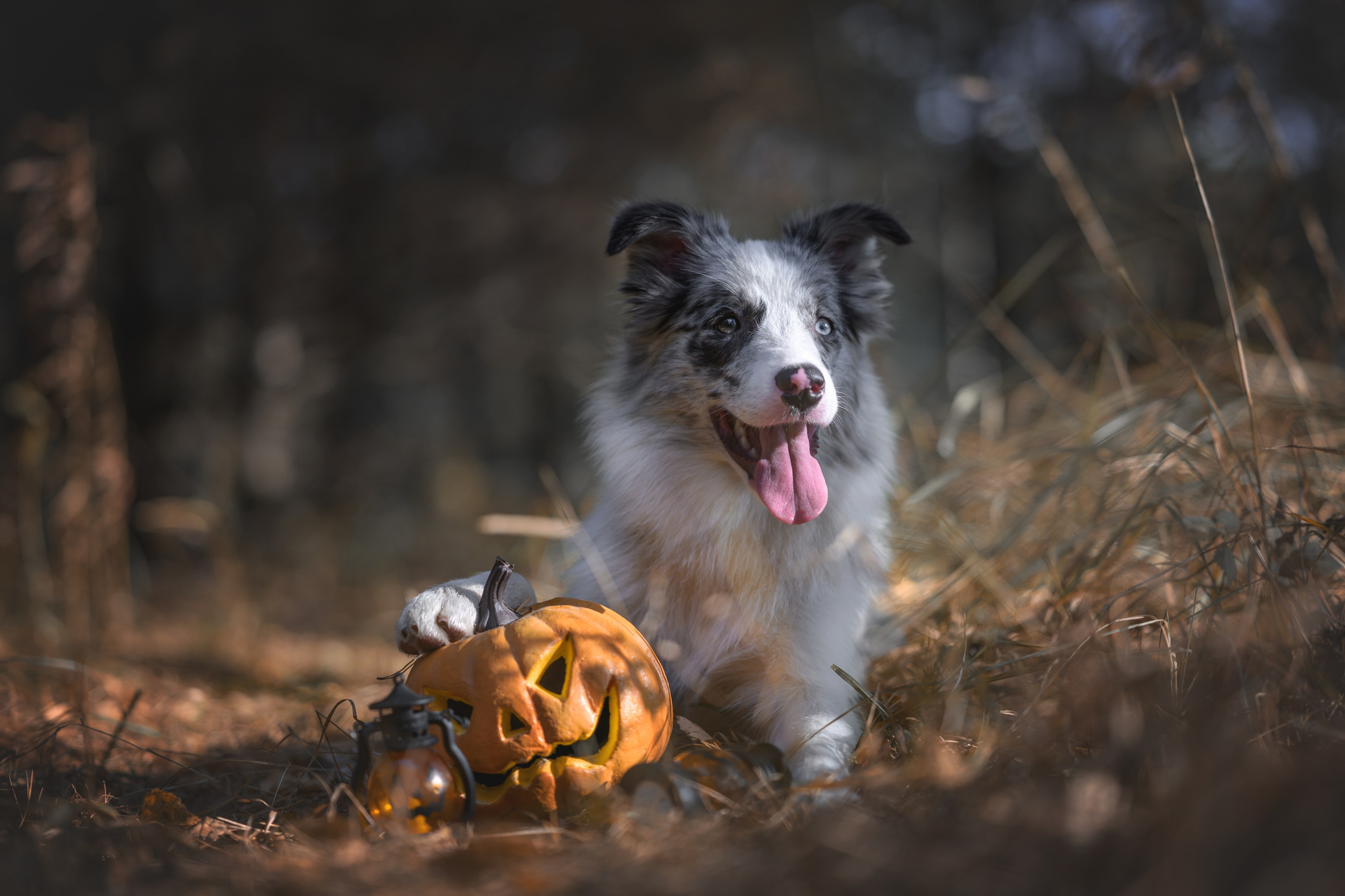 Хэллоуин. Фотограф Анималист в Москве Анастасия Жучкова