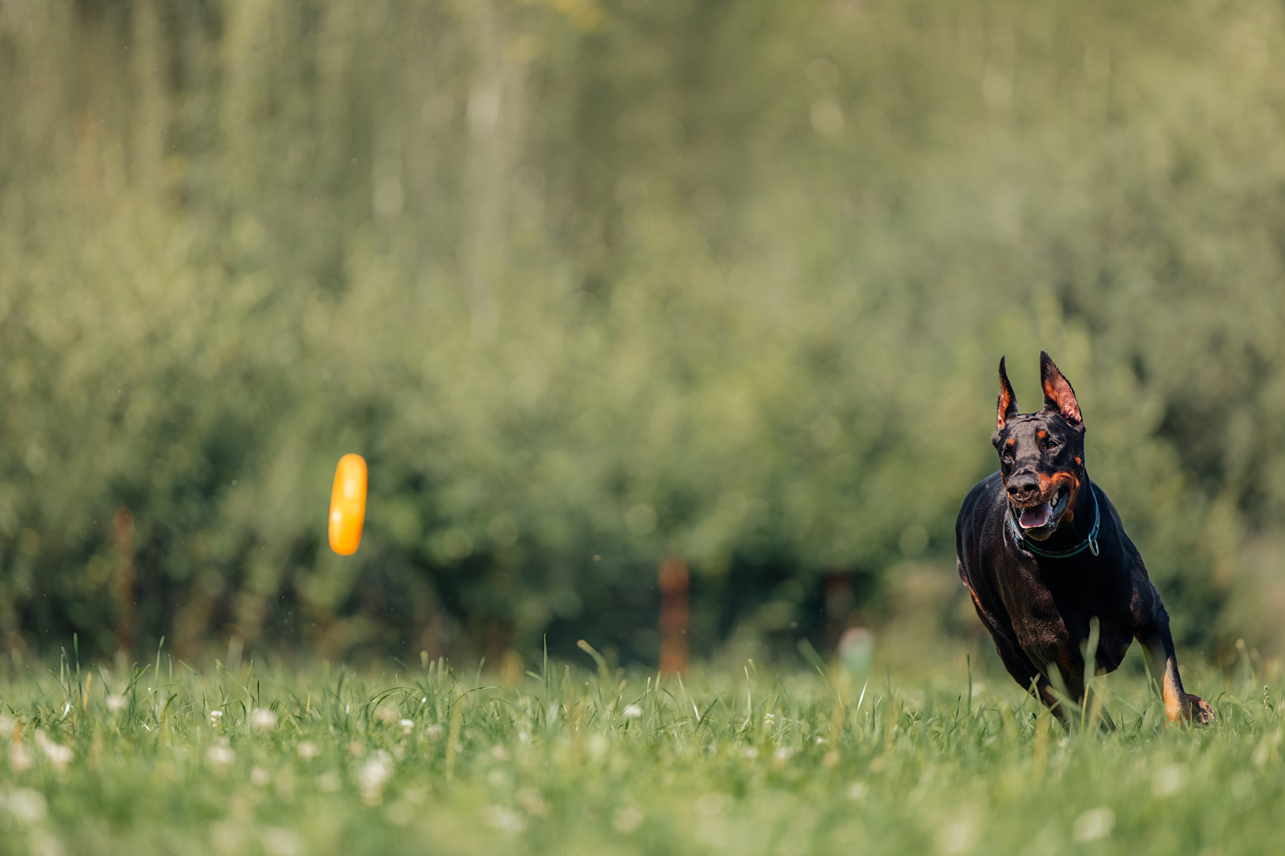 Доберман Айза. Фотограф Анималист в Москве Анастасия Жучкова