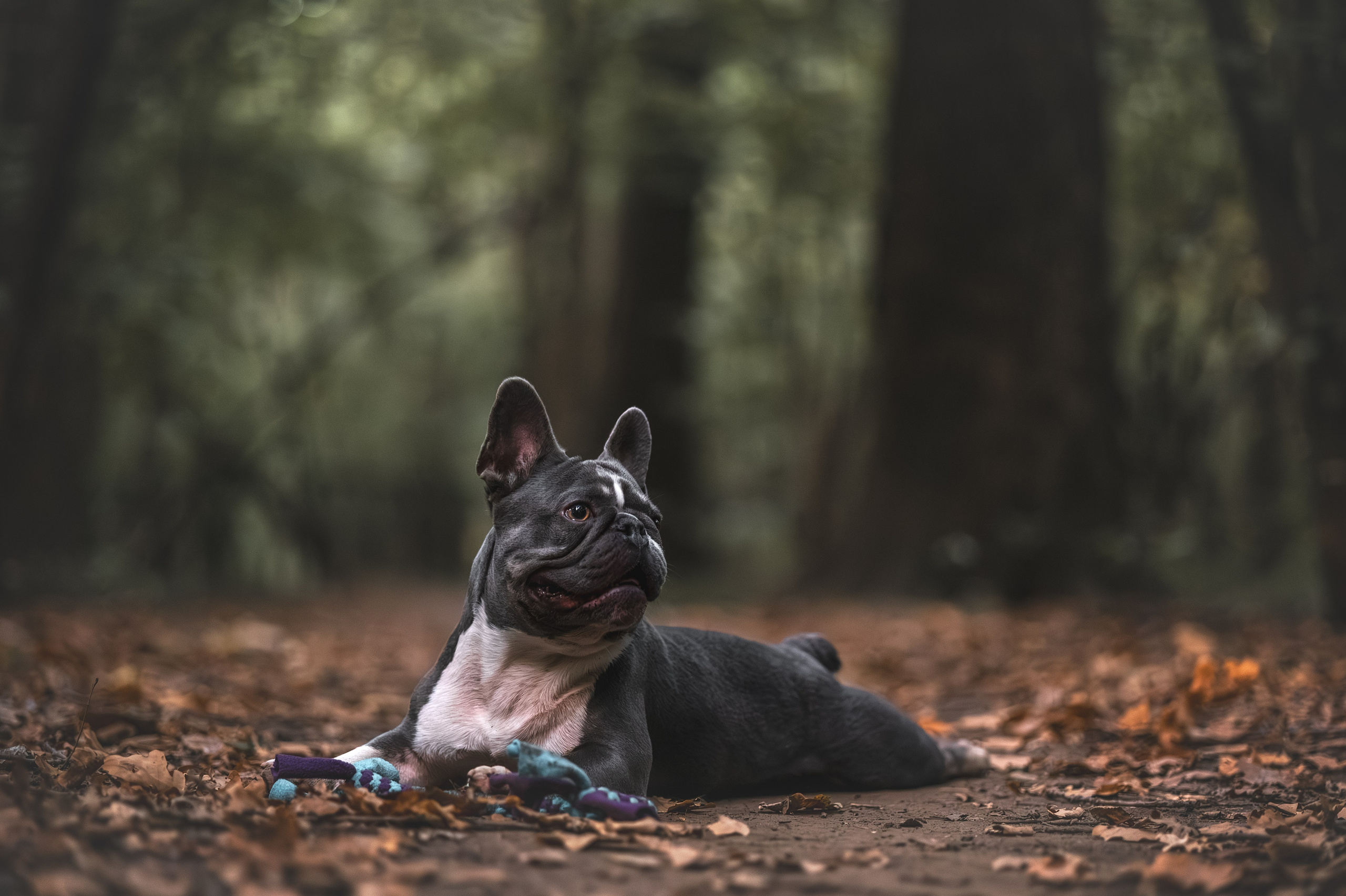 Французский Бульдог в Воронцовском парке (в обработке). Фотограф Анималист в Москве Анастасия Жучкова