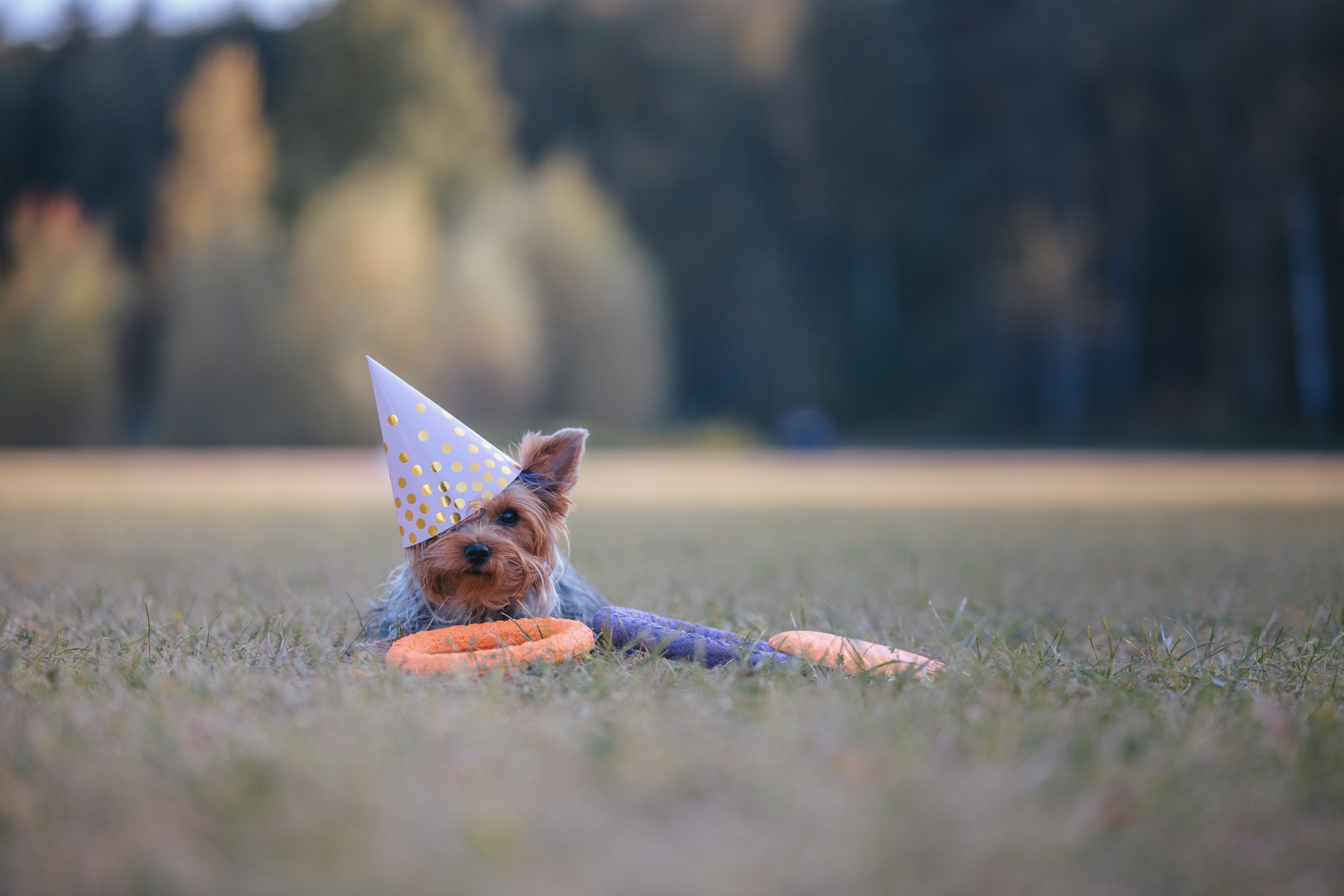 День Рождение. Фотограф Анималист в Москве Анастасия Жучкова