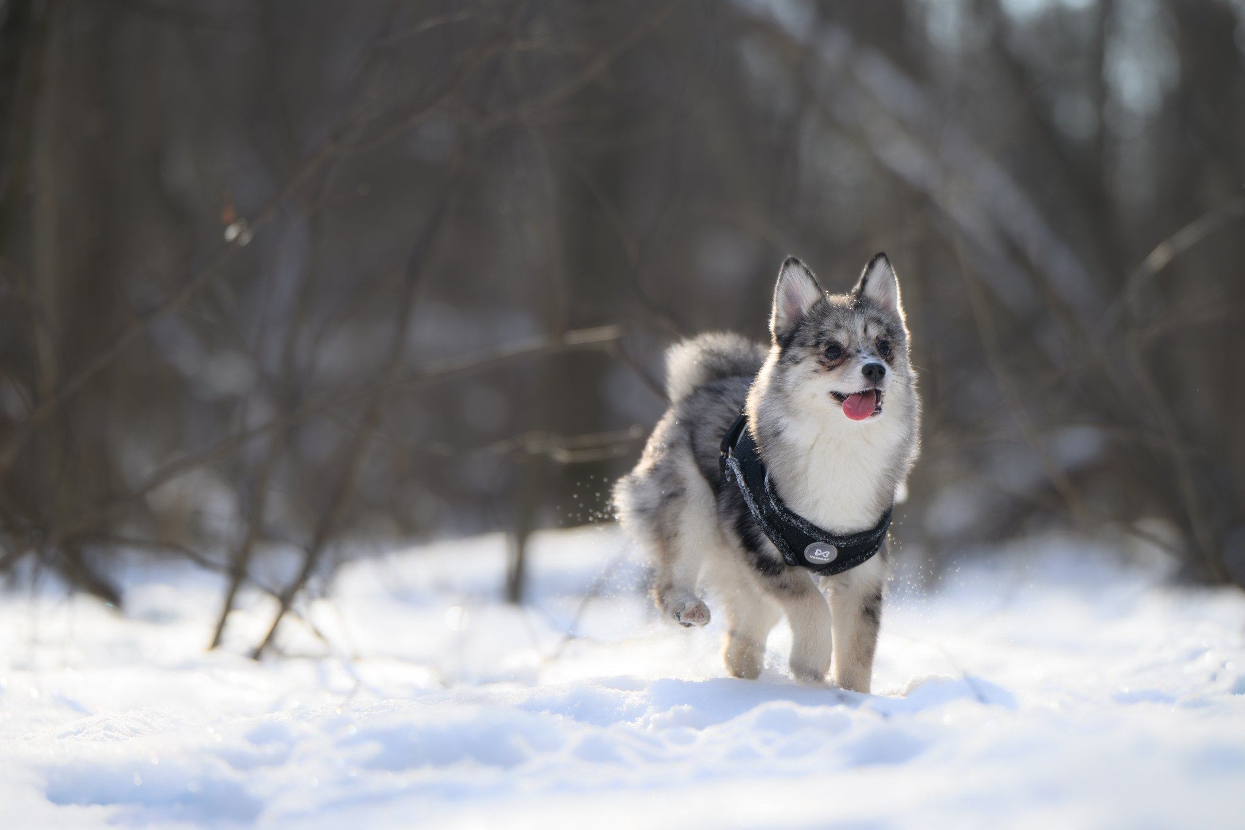Виктория и 4 помски. Фотограф Анималист в Москве Анастасия Жучкова