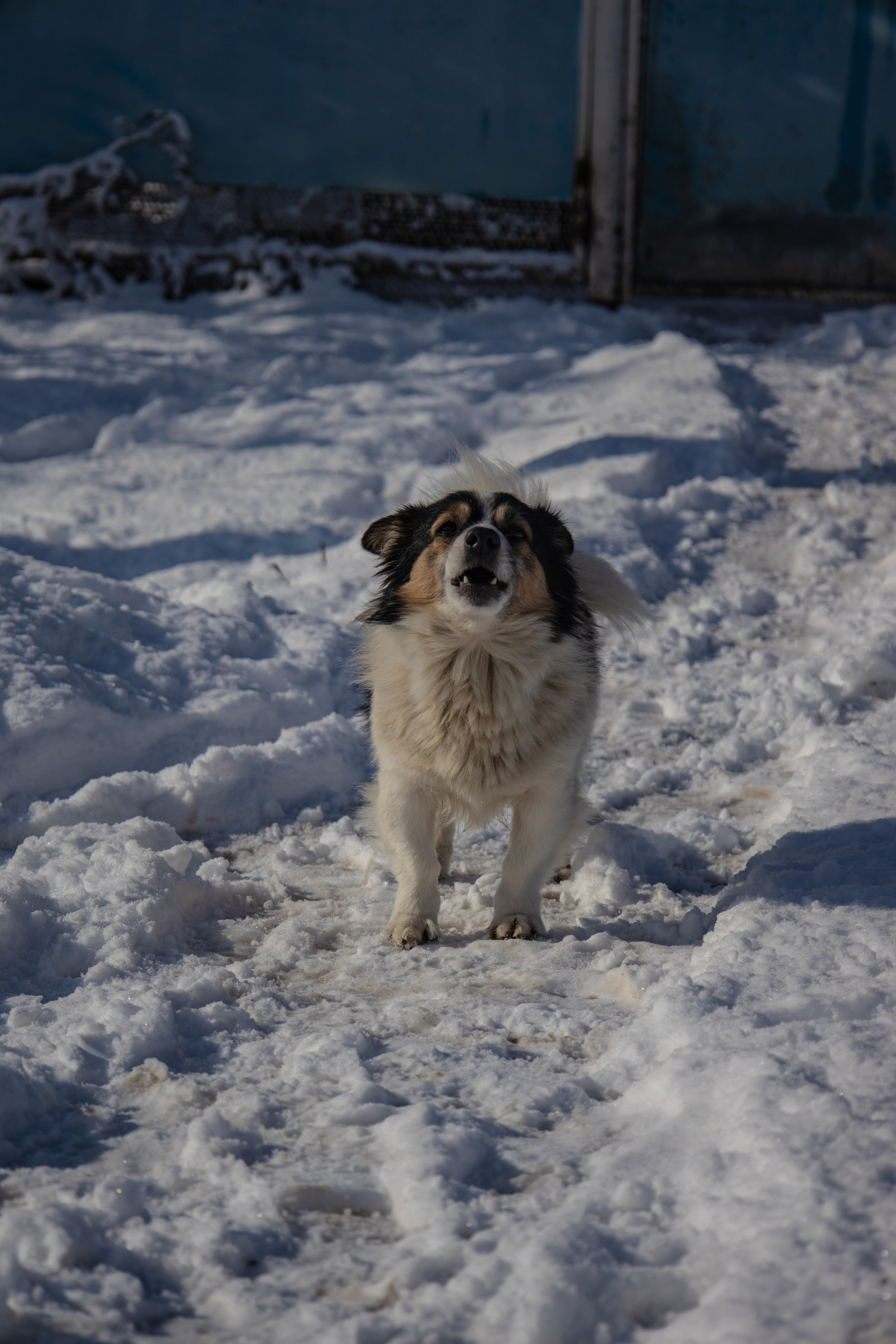 станица Тенгинская Усть-Лабинский район Краснодарский край  дворняга собака