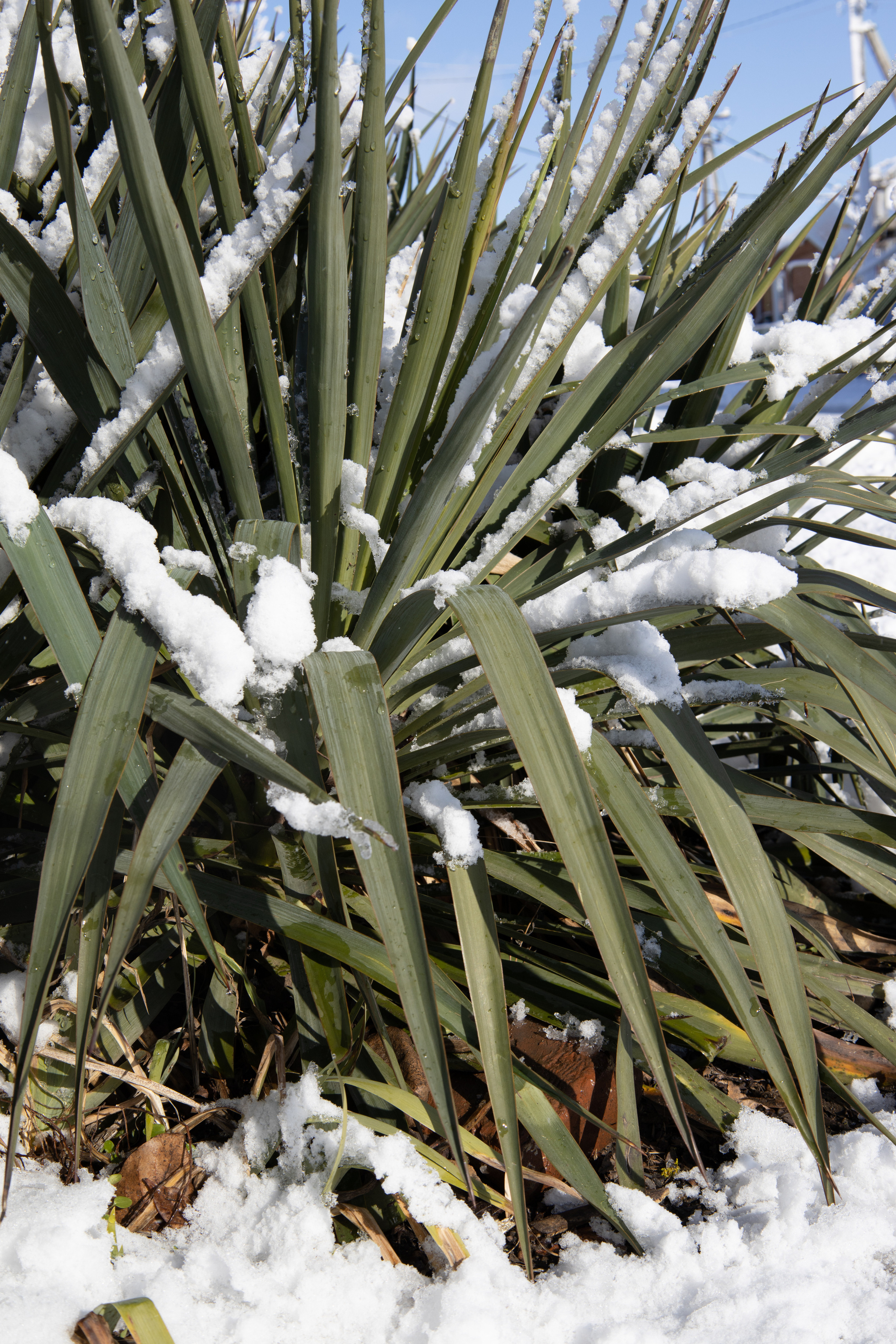 Станица Тенгинская Краснодарский край зима 2022 г. Семейный детский фотограф Краснодарский край Оксана Колос