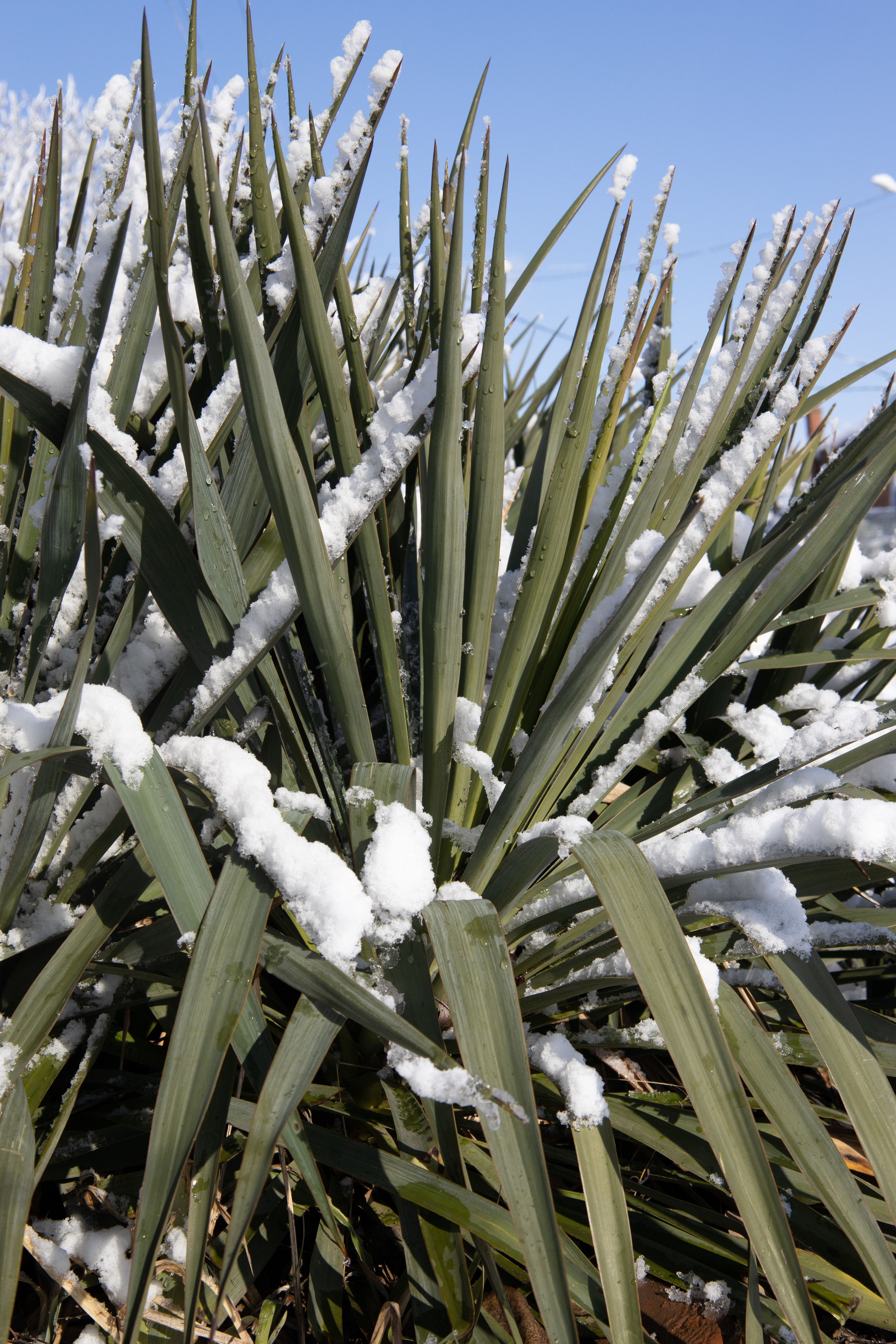 станица Тенгинская Усть-Лабинский район Краснодарский край  хоста химой