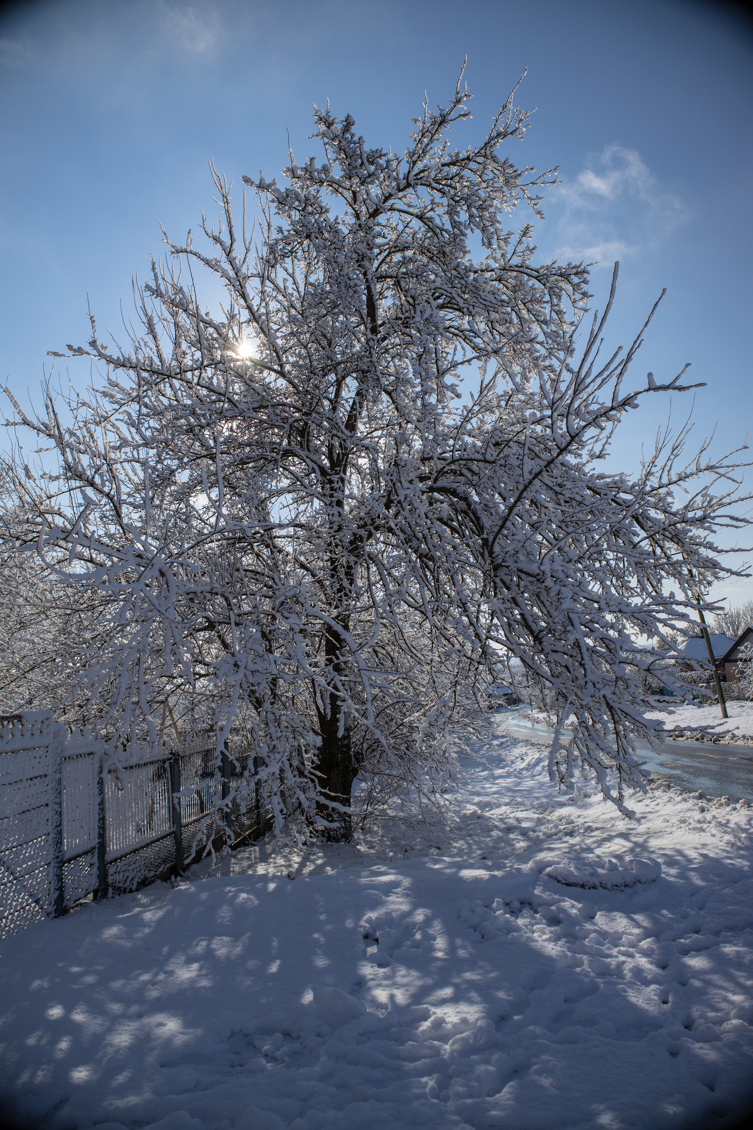 станица Тенгинская Усть-Лабинский район Краснодарский край  зимнее дерево