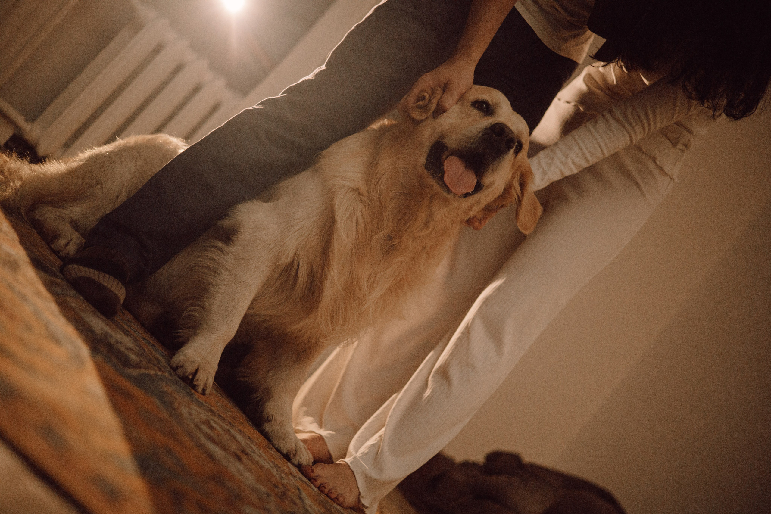 Лёва и его семья. Фотограф — анималист •love-story•|Санкт-Петербург