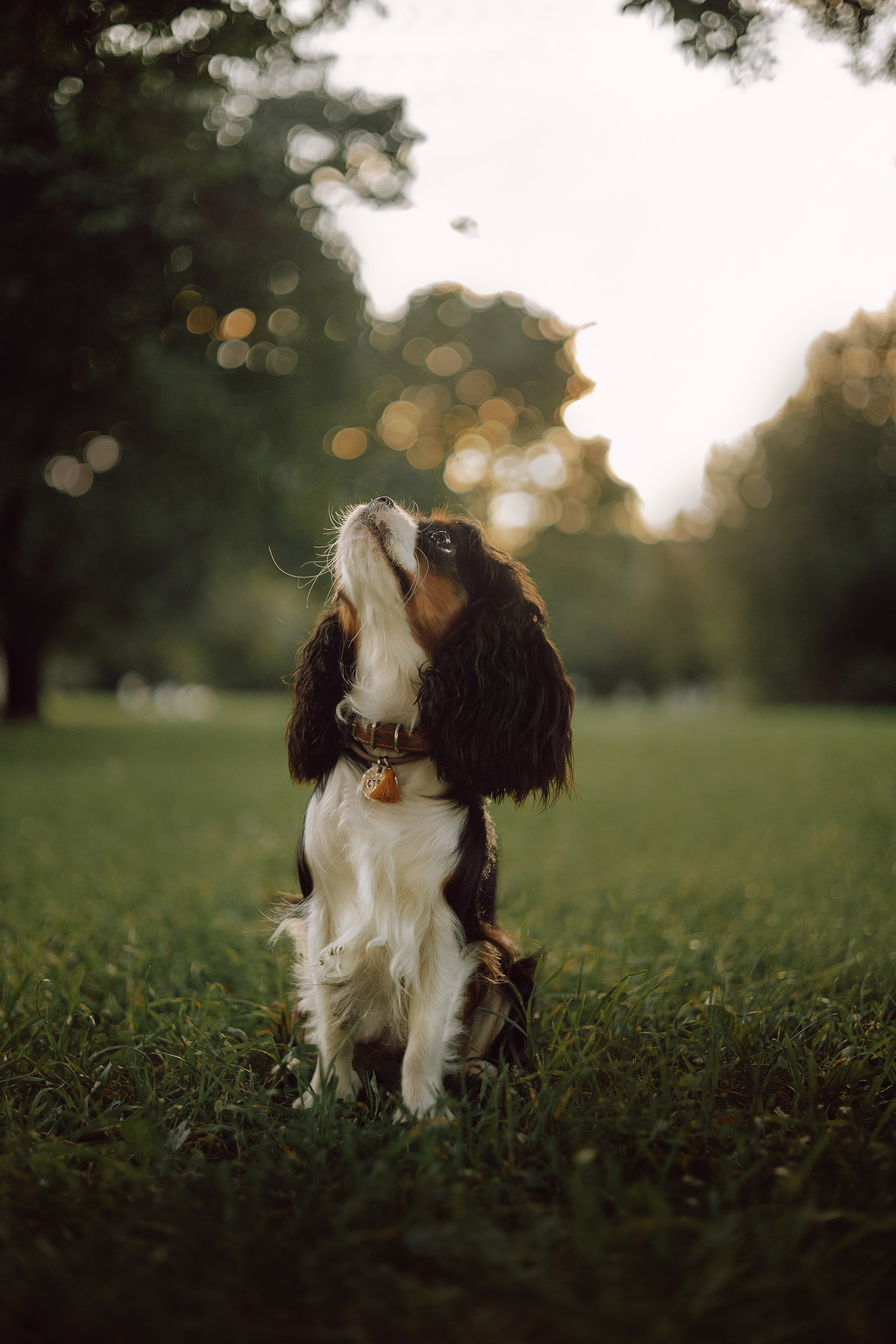 Один день из жизни Стеши и её родных. Фотограф — анималист •love-story•|Санкт-Петербург