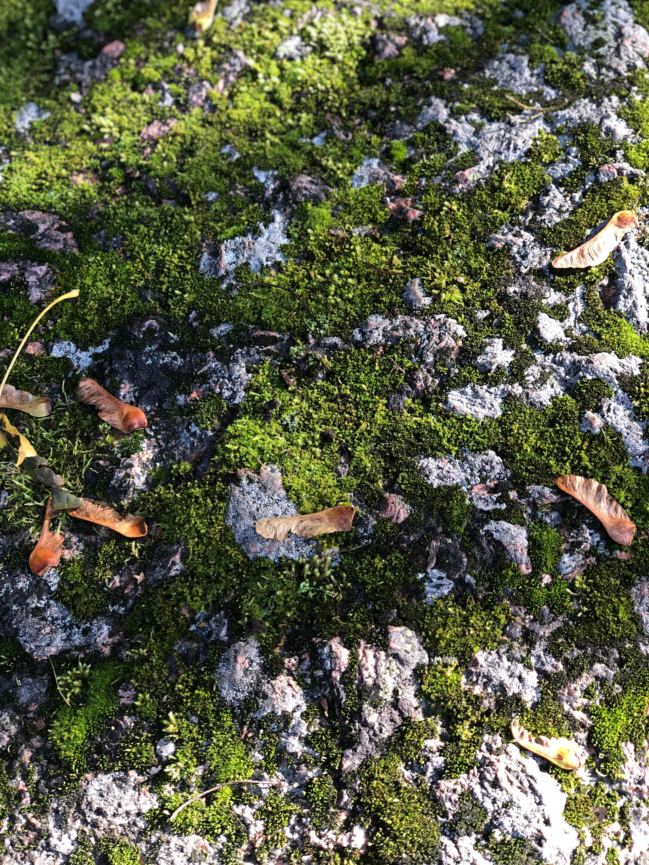 Октябрь. Семейный, Свадебный фотограф СПБ Питер— Романова Екатерина