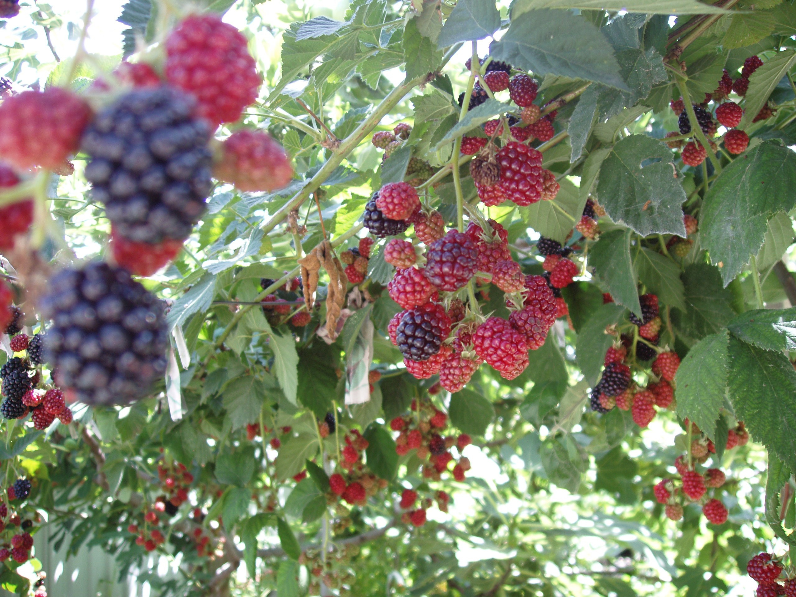 Отпуск 20.07-17.08. Семейный, Свадебный фотограф СПБ Питер— Романова Екатерина