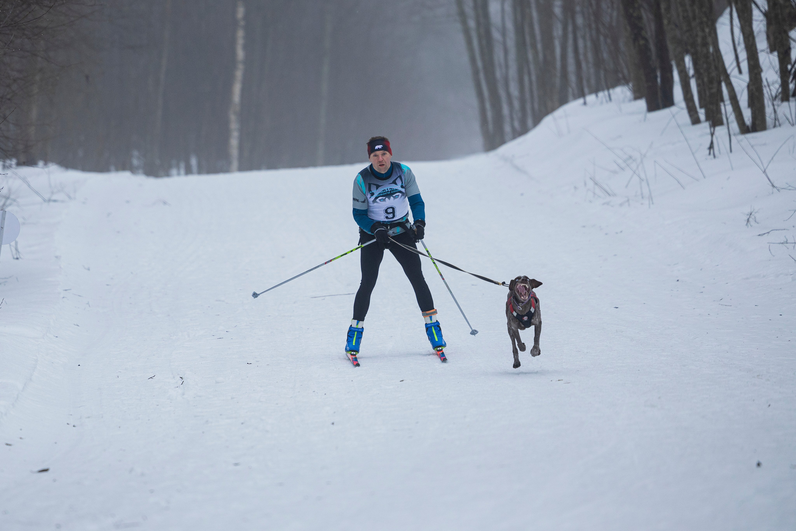 Зимний Чемпионат Санкт-Петербурга по ездовому спорту. Фотограф-анималист Анна Маринич