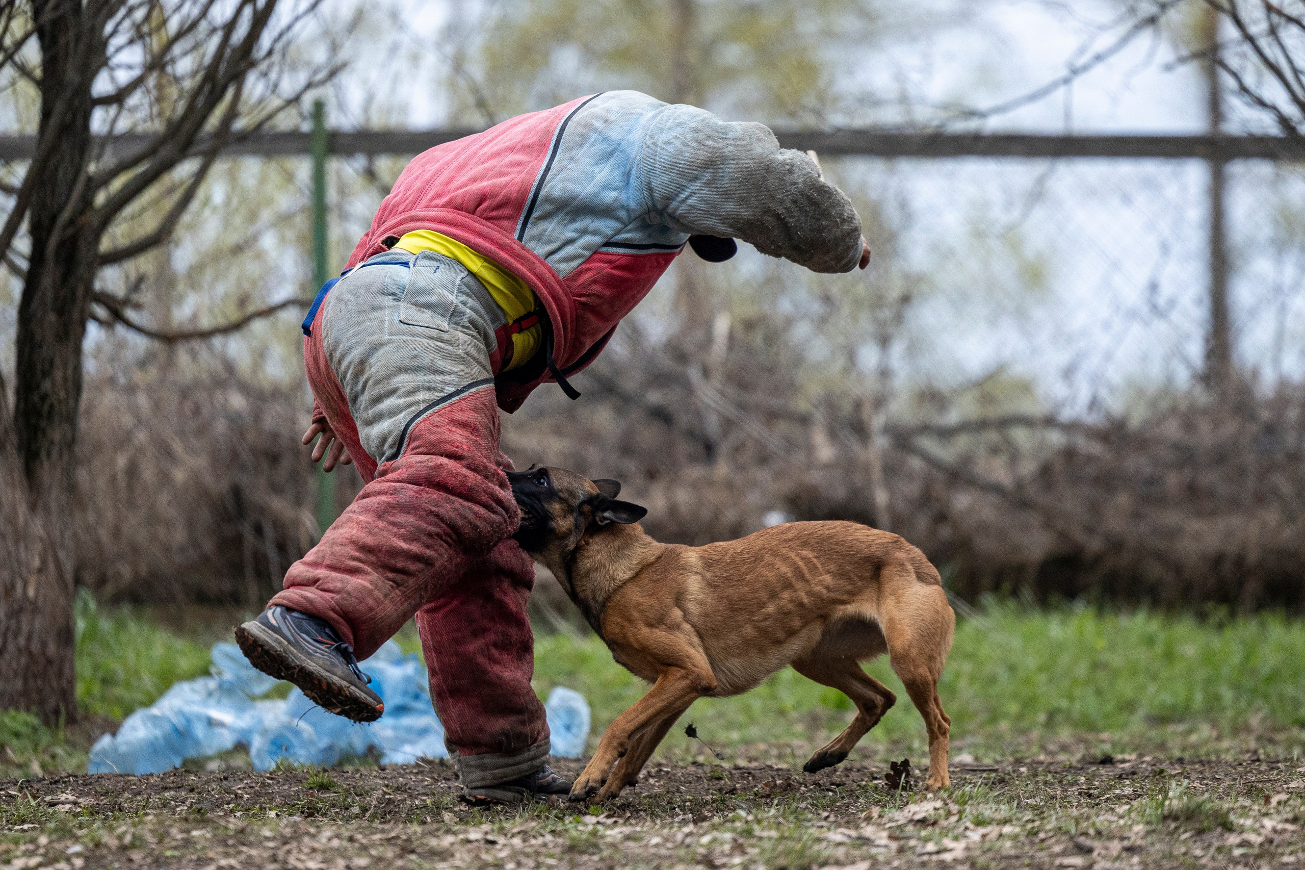 Квалификационные состязания по мондьорингу г. Вологда 11.05.24. Фотограф-анималист Анна Маринич