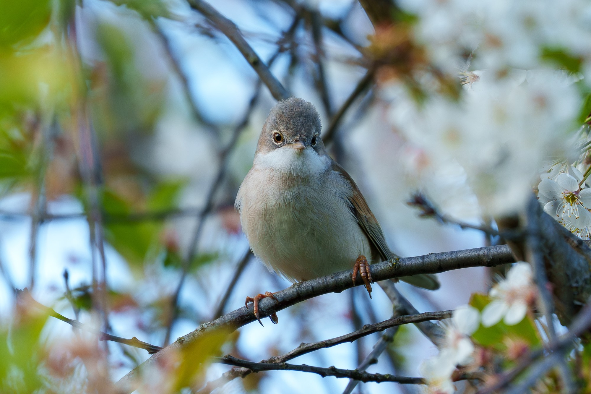 Удивительные мир птиц. Вокруг нас столько прекрасного — присмотритесь!. Ваш личный фотограф Марина Волкова