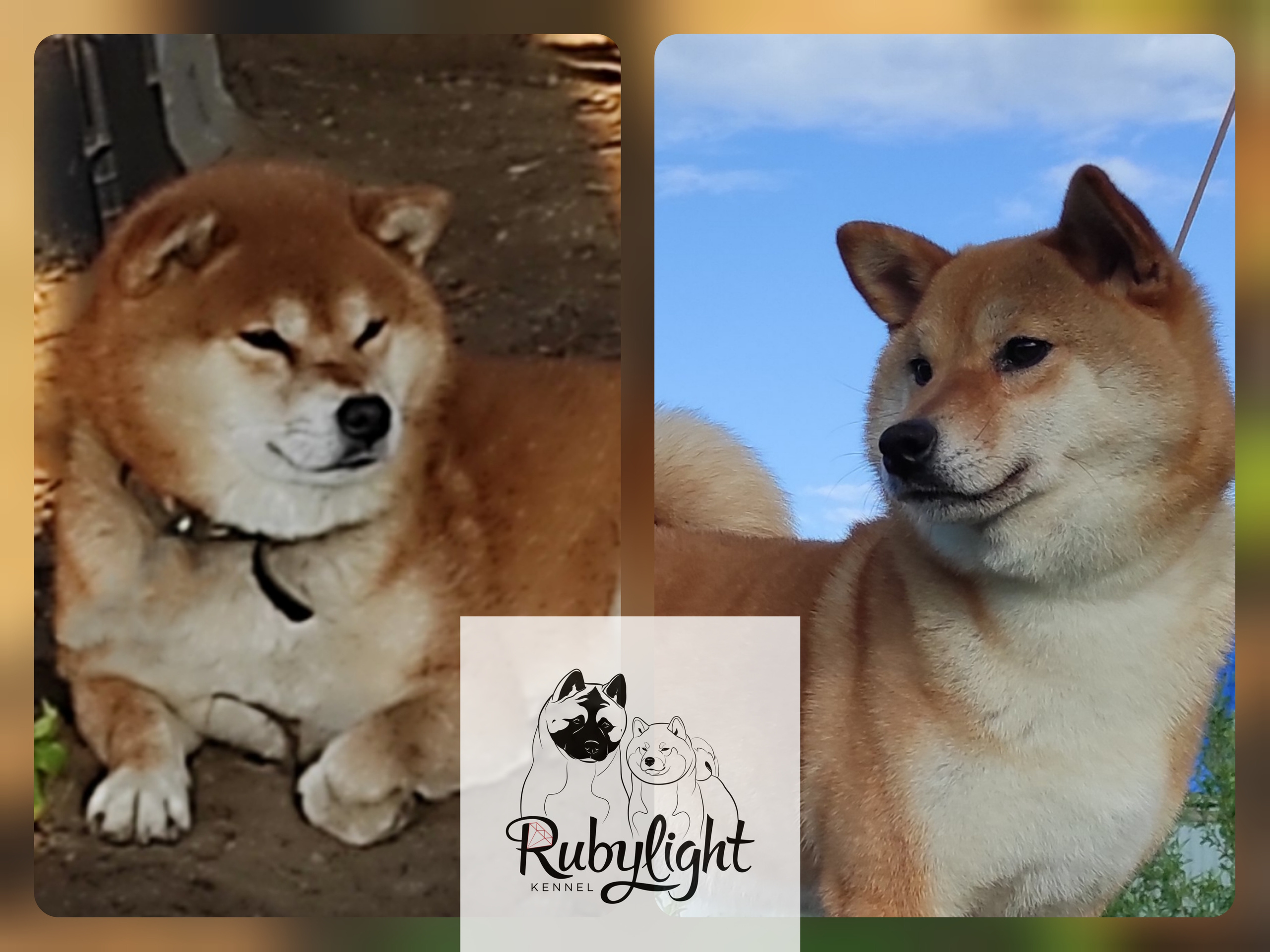 Сиба Rubylight литер Y питомник Рубилайт 