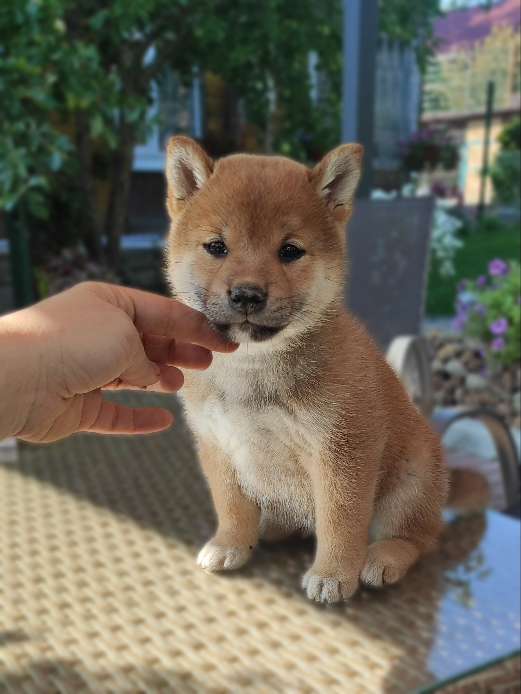 сиба питомник Рубилайт щенки на продажу rubylight  сиба щенки купить