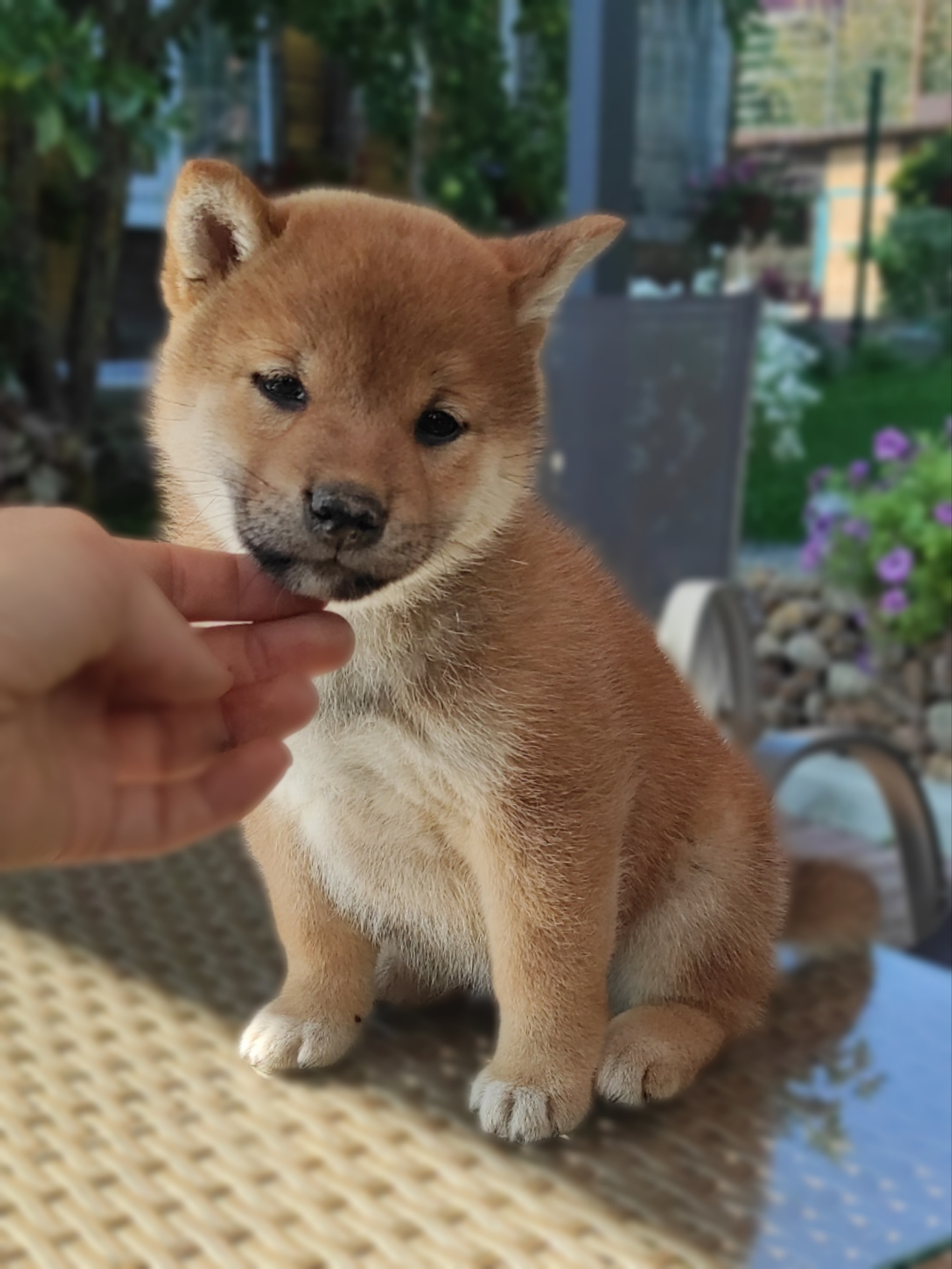 сиба питомник Рубилайт щенки на продажу rubylight  сиба щенки купить