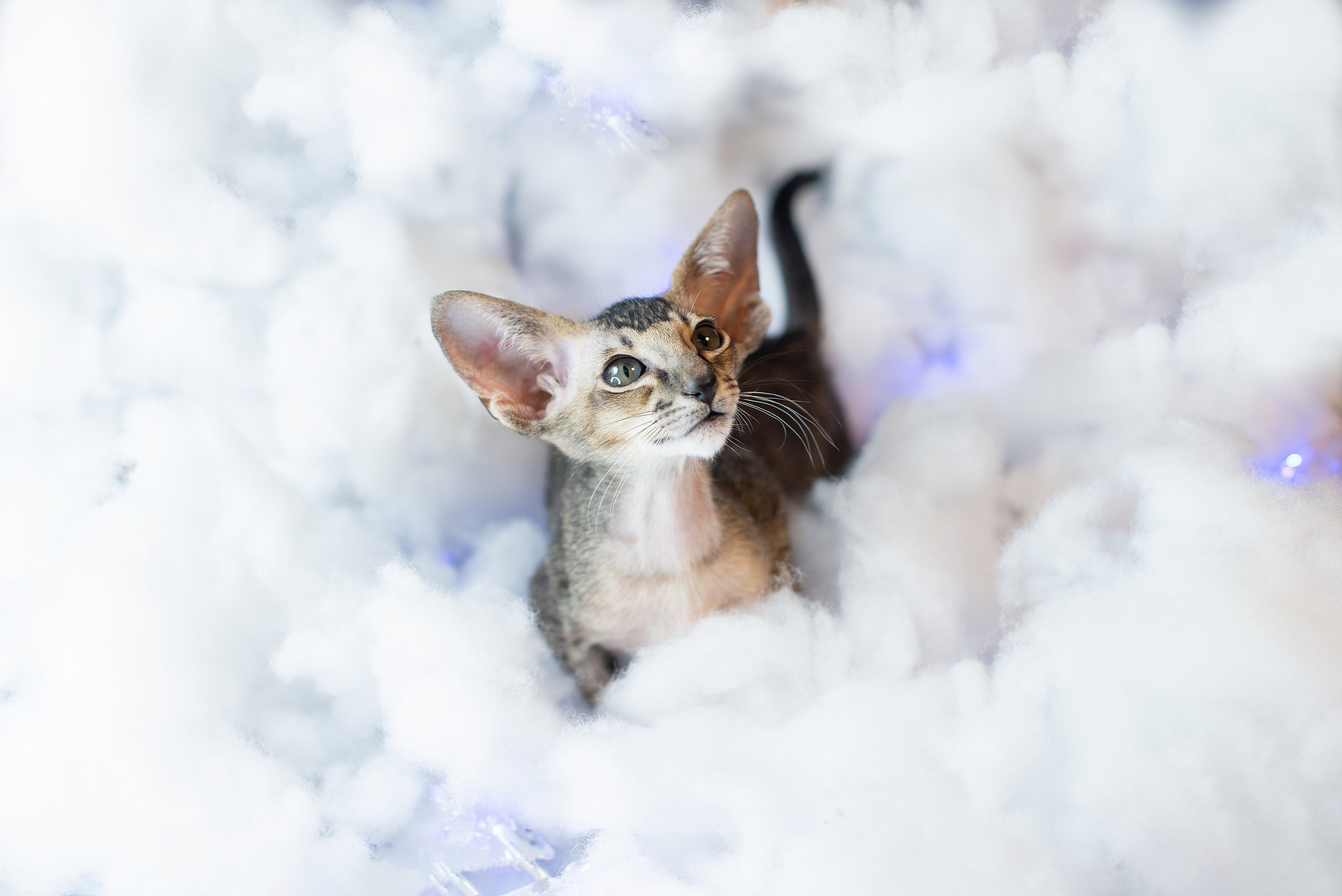 Заводчик Юлия Панова. Творческий фотограф Вологда