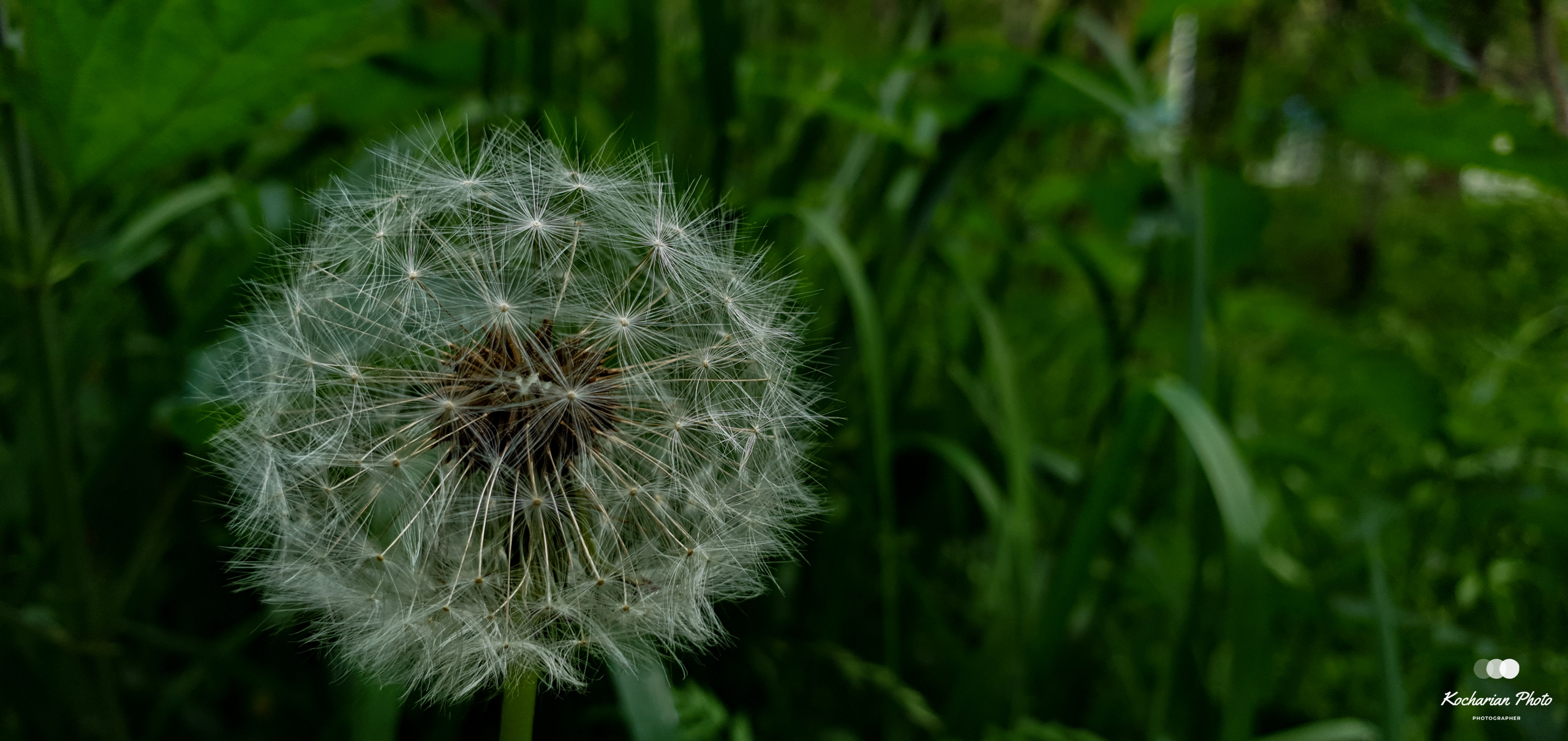 Макросъемка. Photographer K.A.D