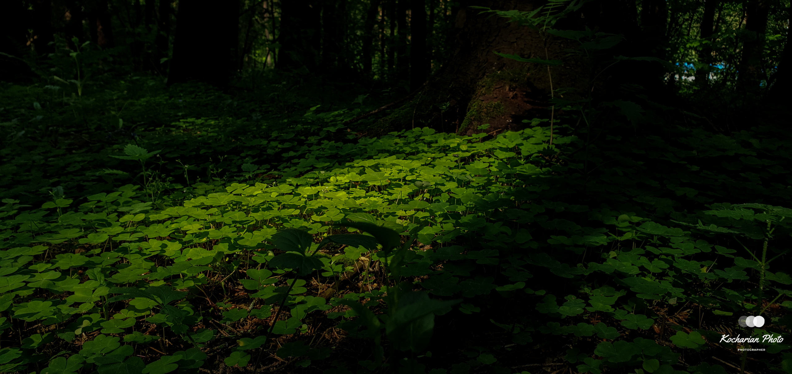 Макросъемка. Photographer K.A.D