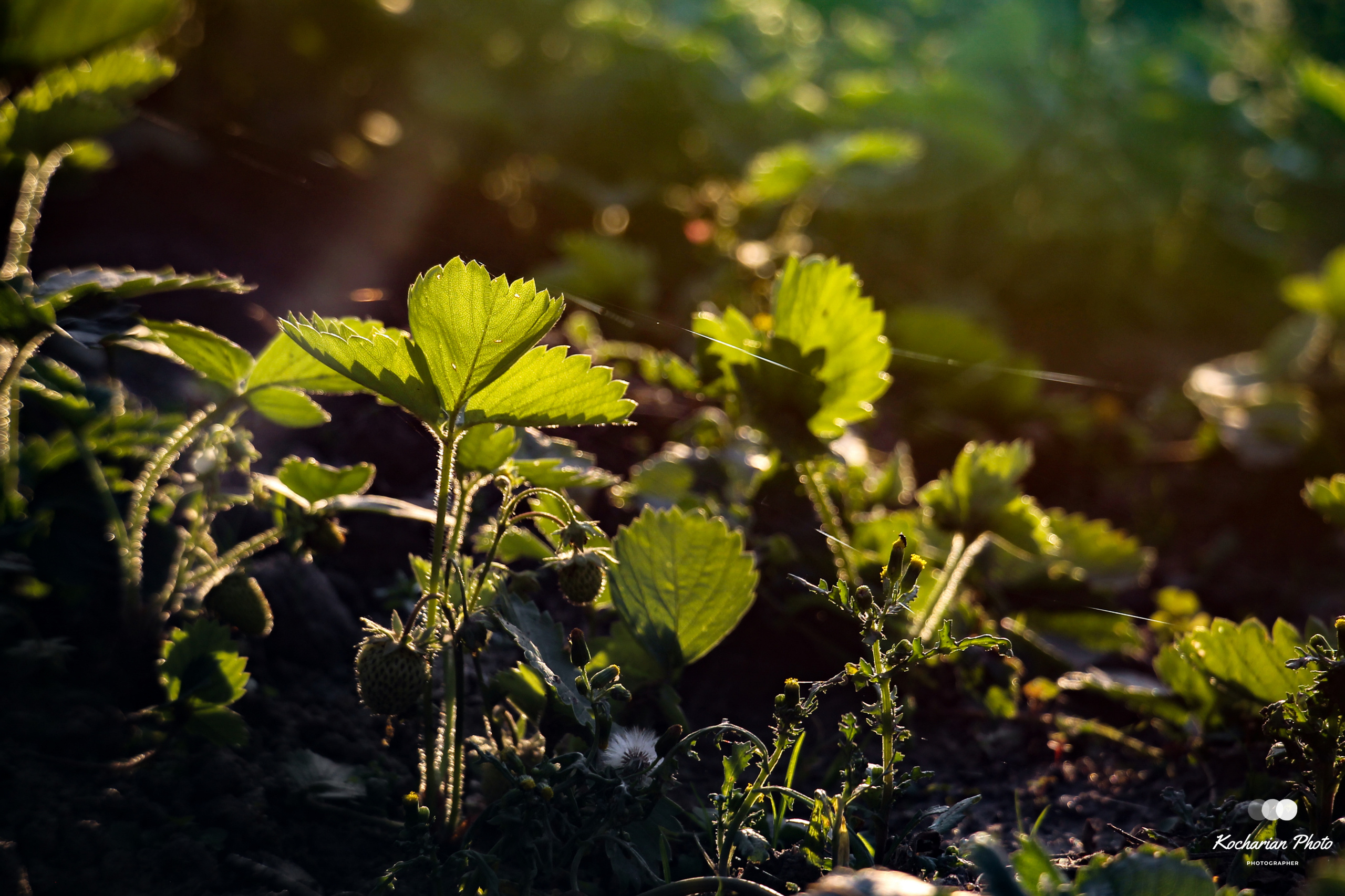 Макросъемка. Photographer K.A.D