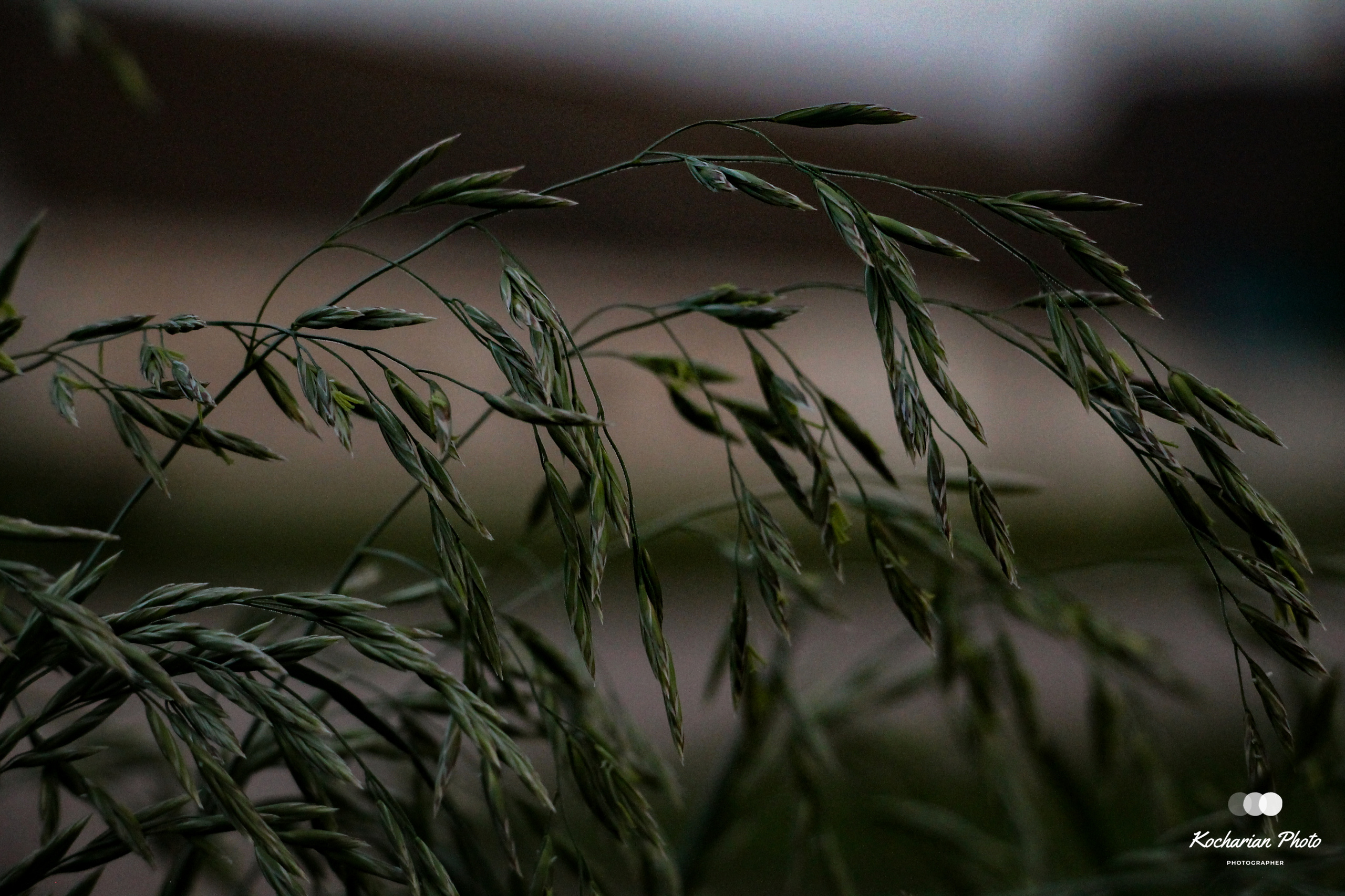 Макросъемка. Photographer K.A.D