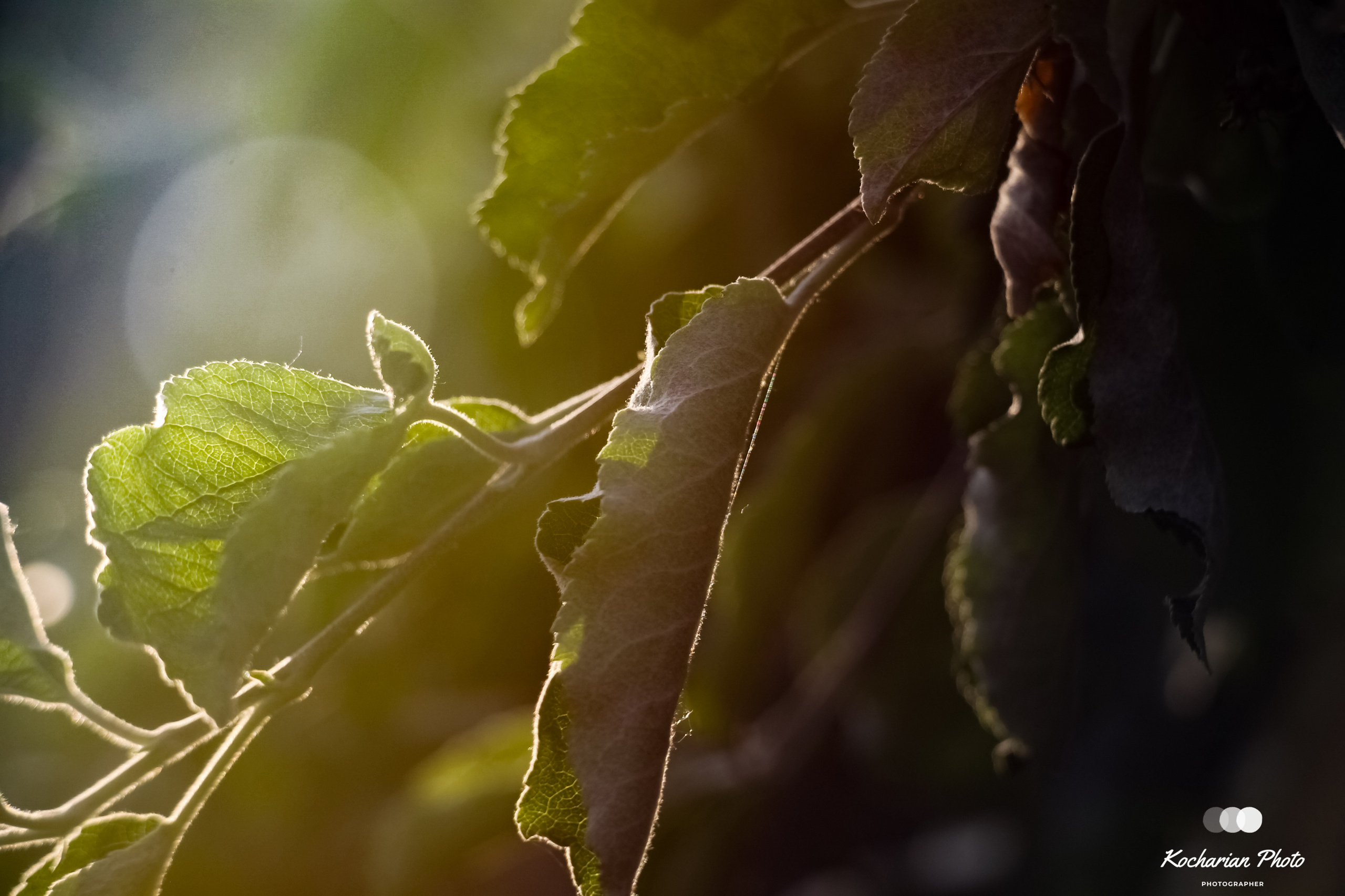 Макросъемка. Photographer K.A.D