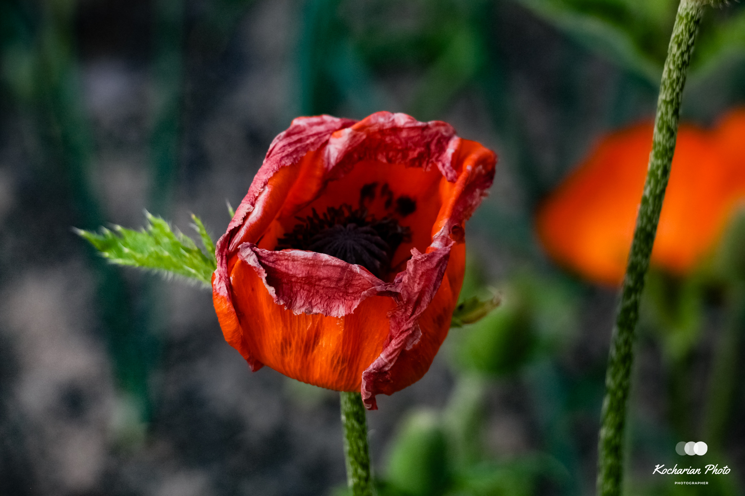 Макросъемка. Photographer K.A.D