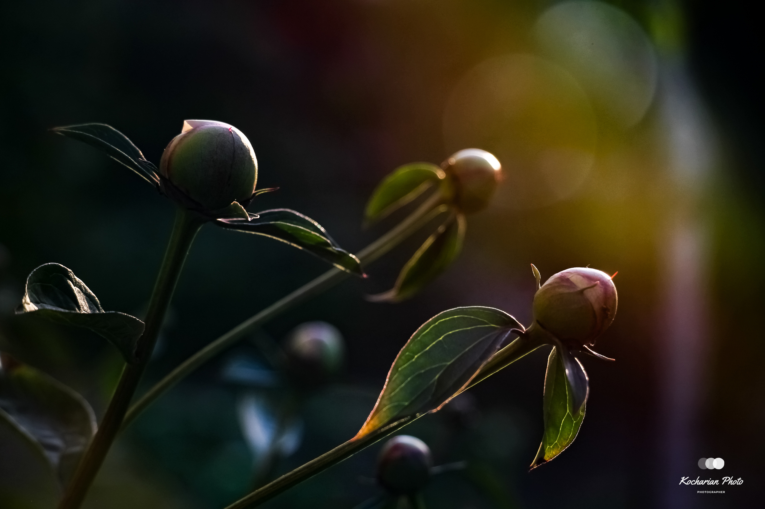 Макросъемка. Photographer K.A.D