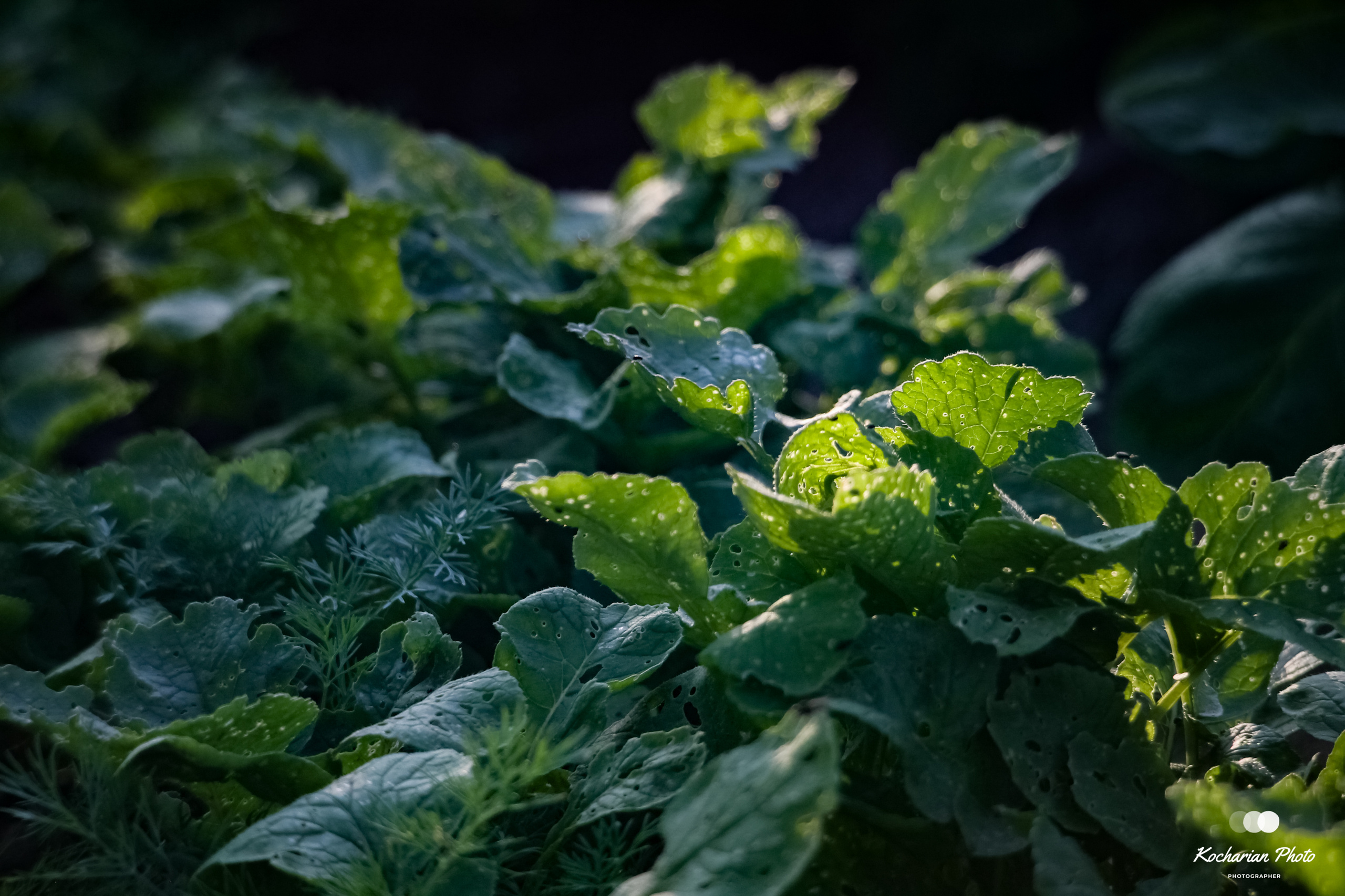 Макросъемка. Photographer K.A.D