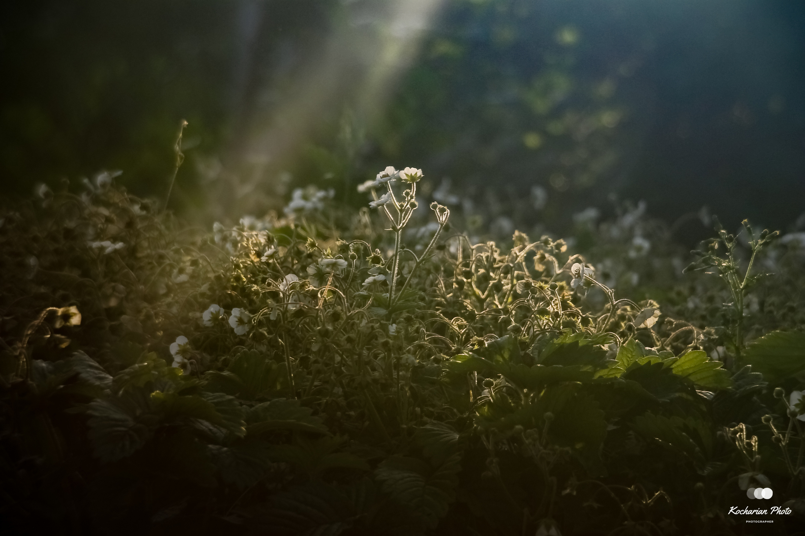 Макросъемка. Photographer K.A.D