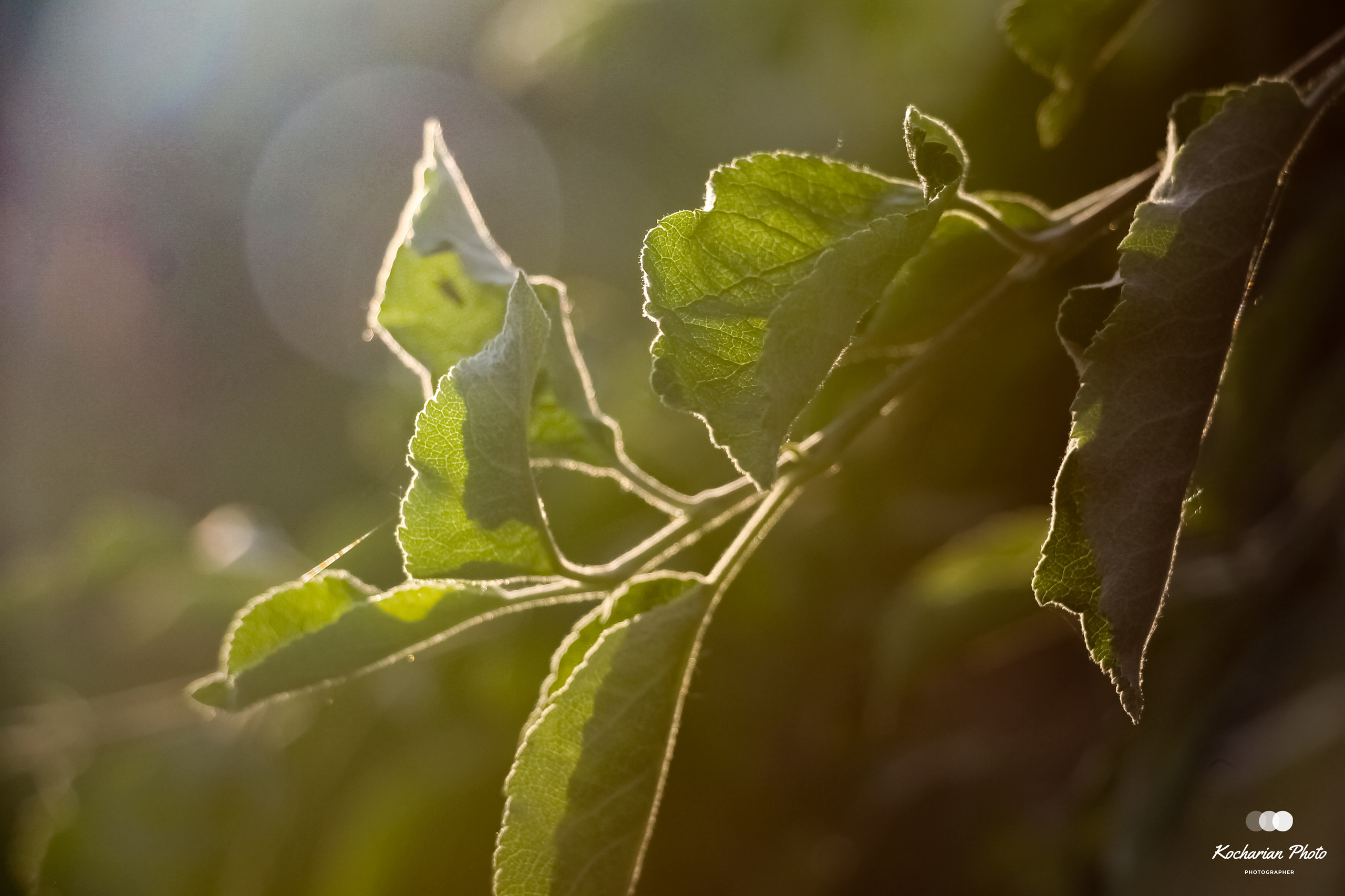 Макросъемка. Photographer K.A.D