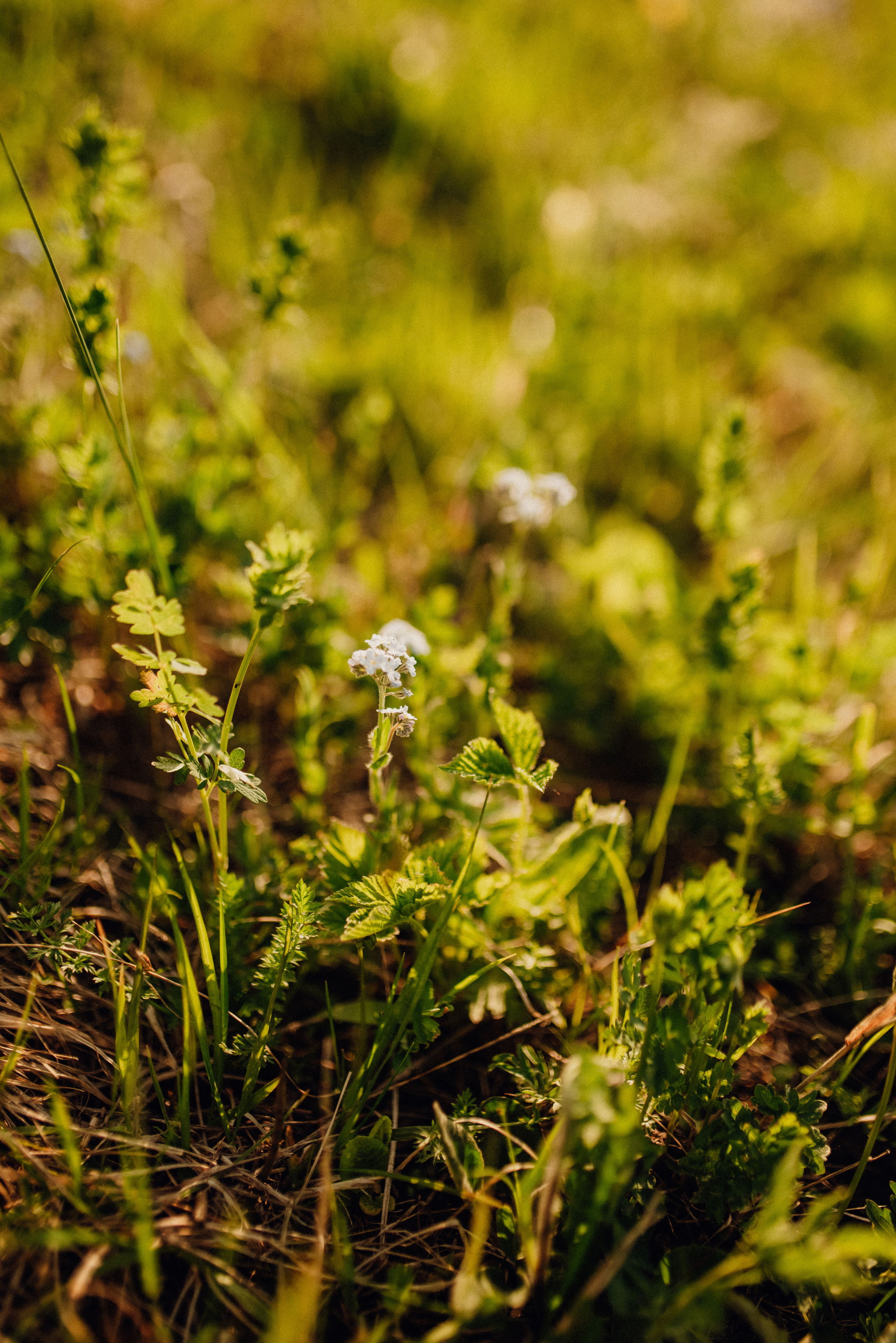 Горный Алтай. Юля, Рома и Варя. Семейный и детский фотограф Анастасия Иванова
