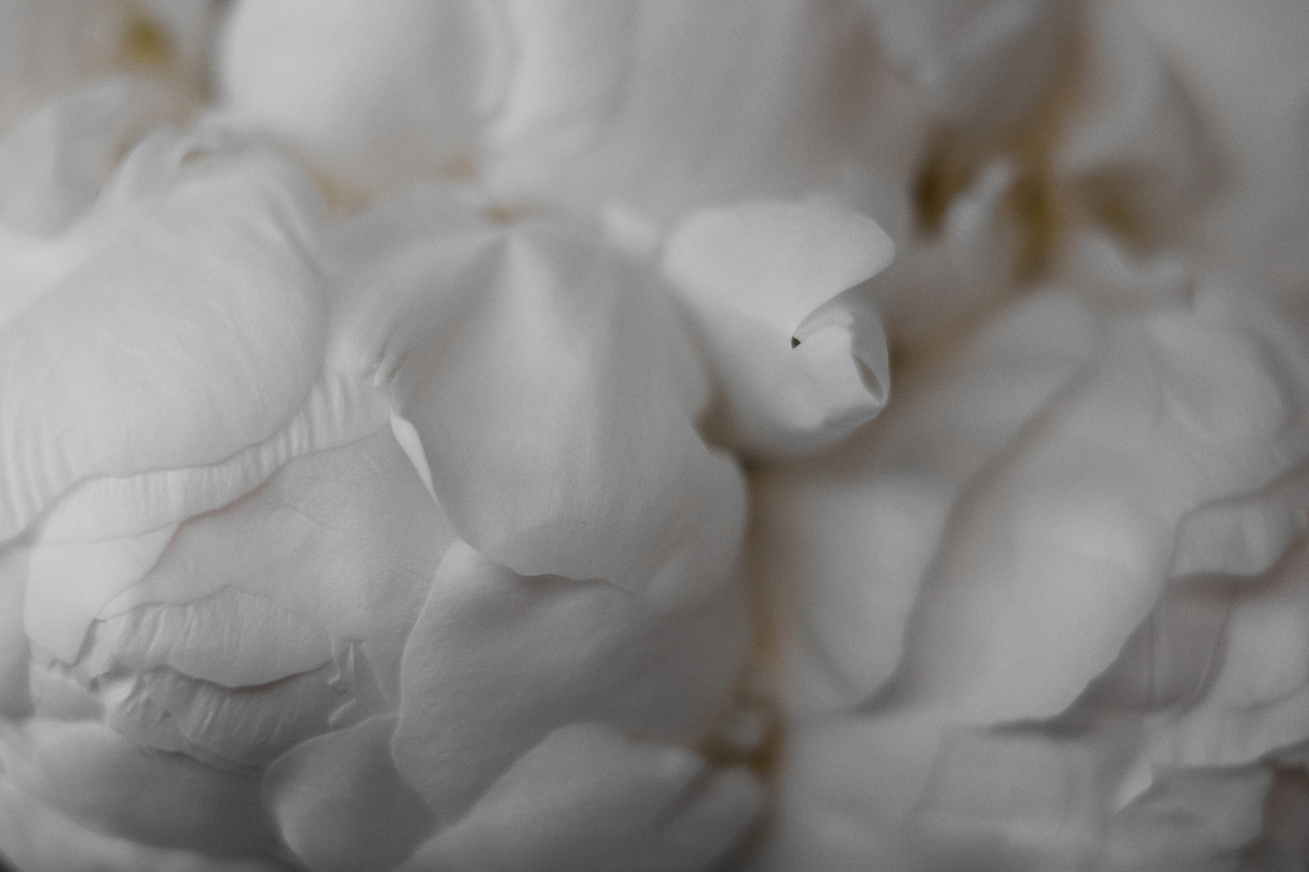 Катя и Витя. Свадебный фотограф Москва Калуга