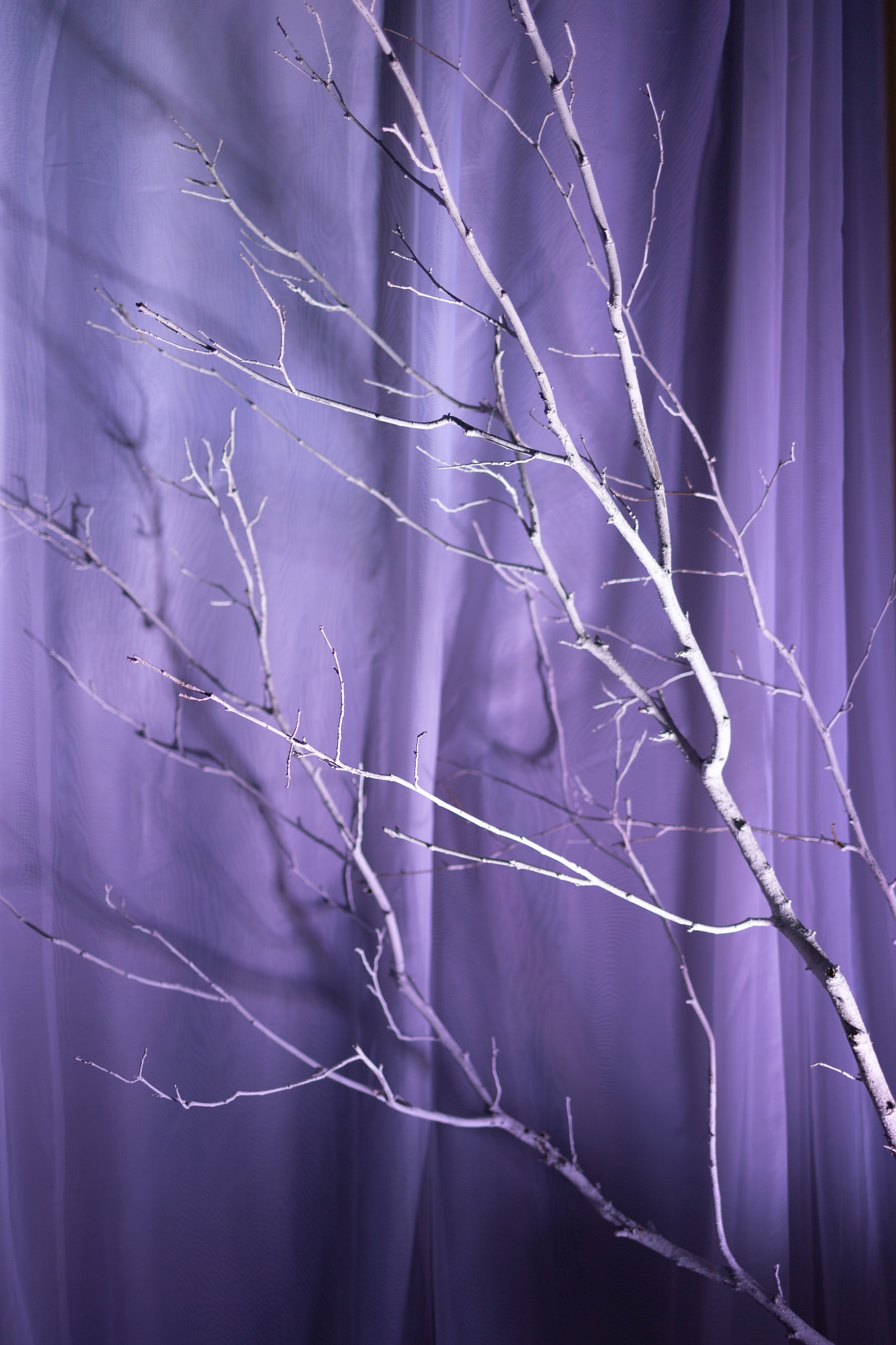 Шоу тортов 2. Свадебный фотограф