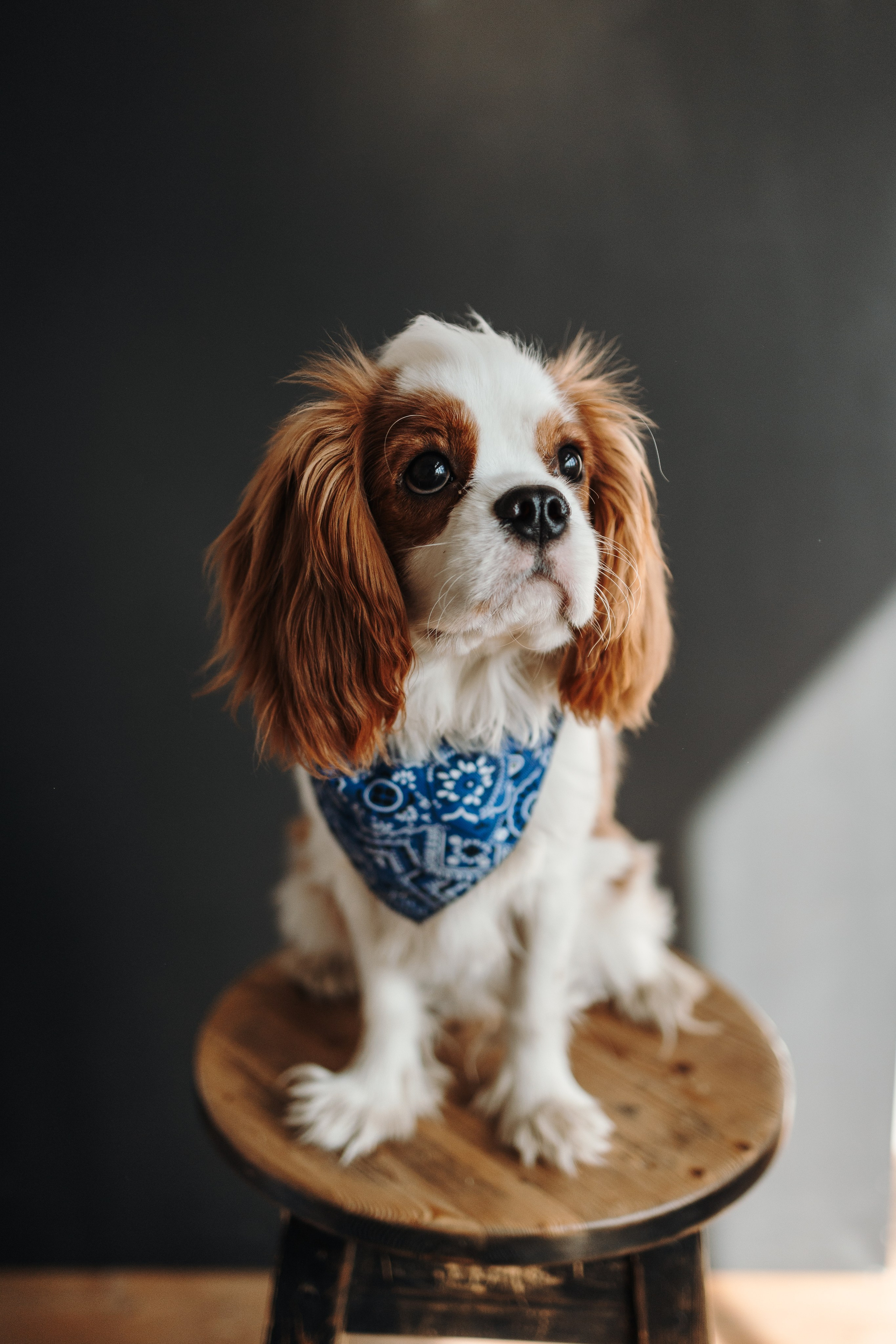 Плуто и его семья. Фотограф — Анималист | Санкт-Петербург