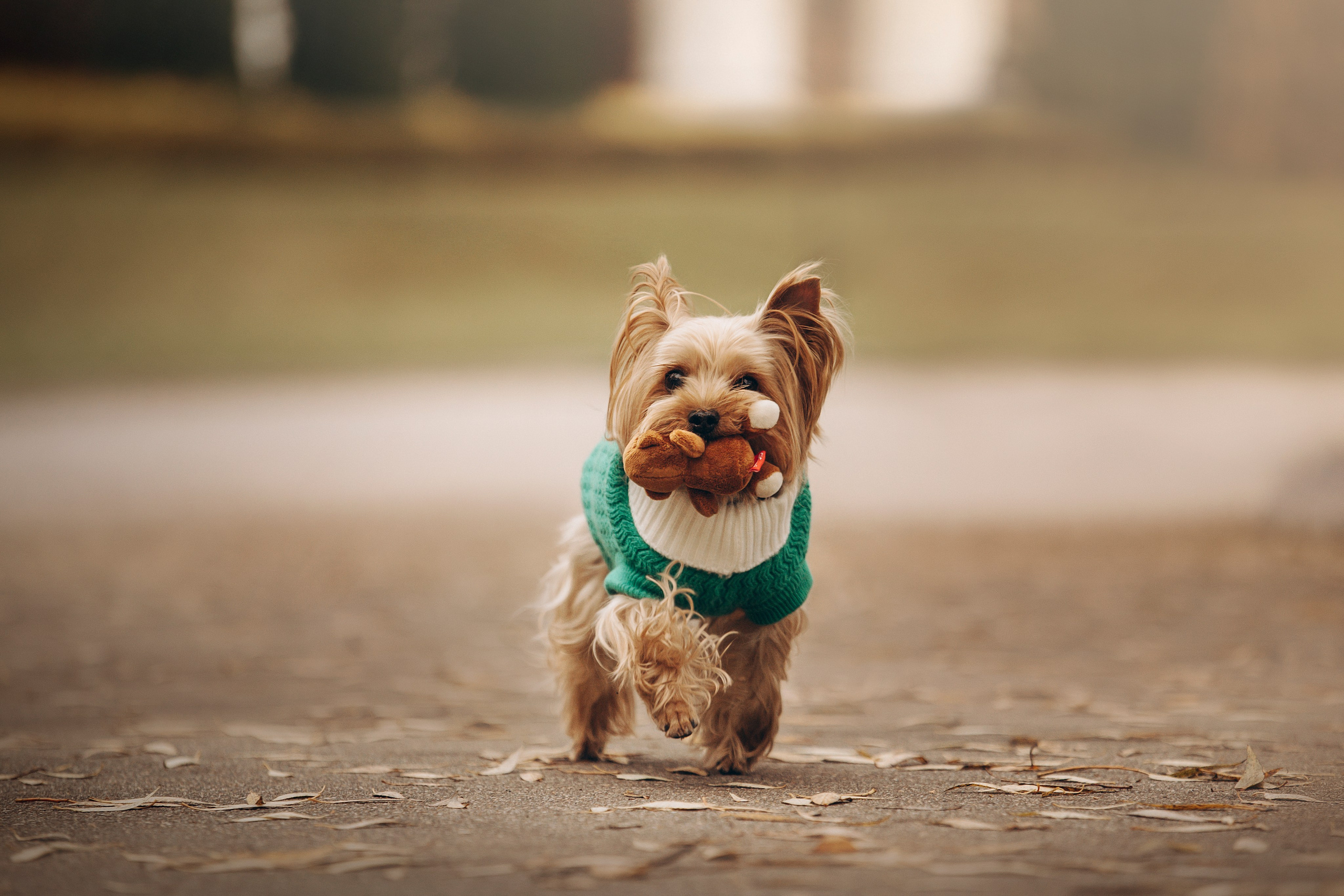 Настя и Тёма. Фотограф — Анималист | Санкт-Петербург