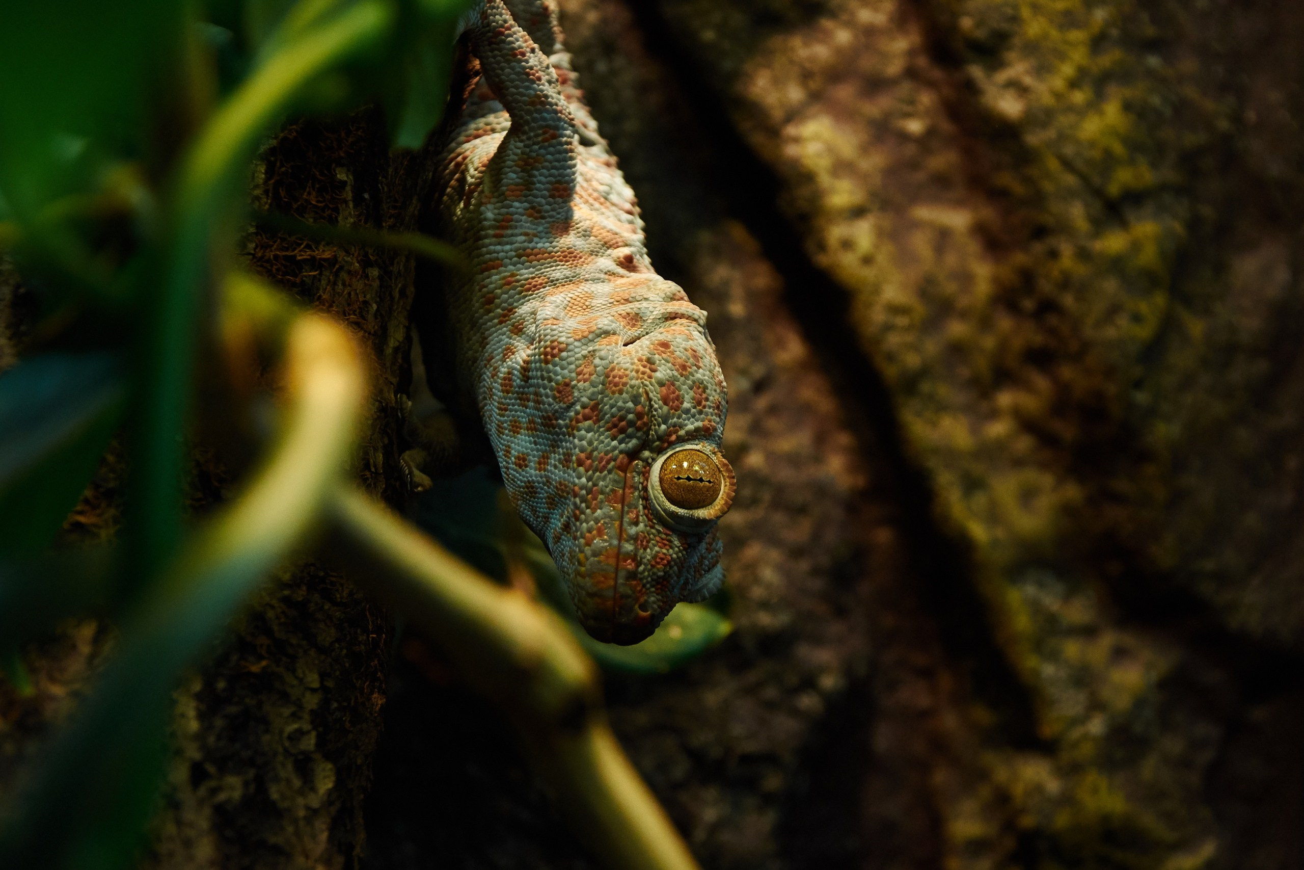 Костромской экзотариум. Ольга Чёкотова (Фотограф Кострома)