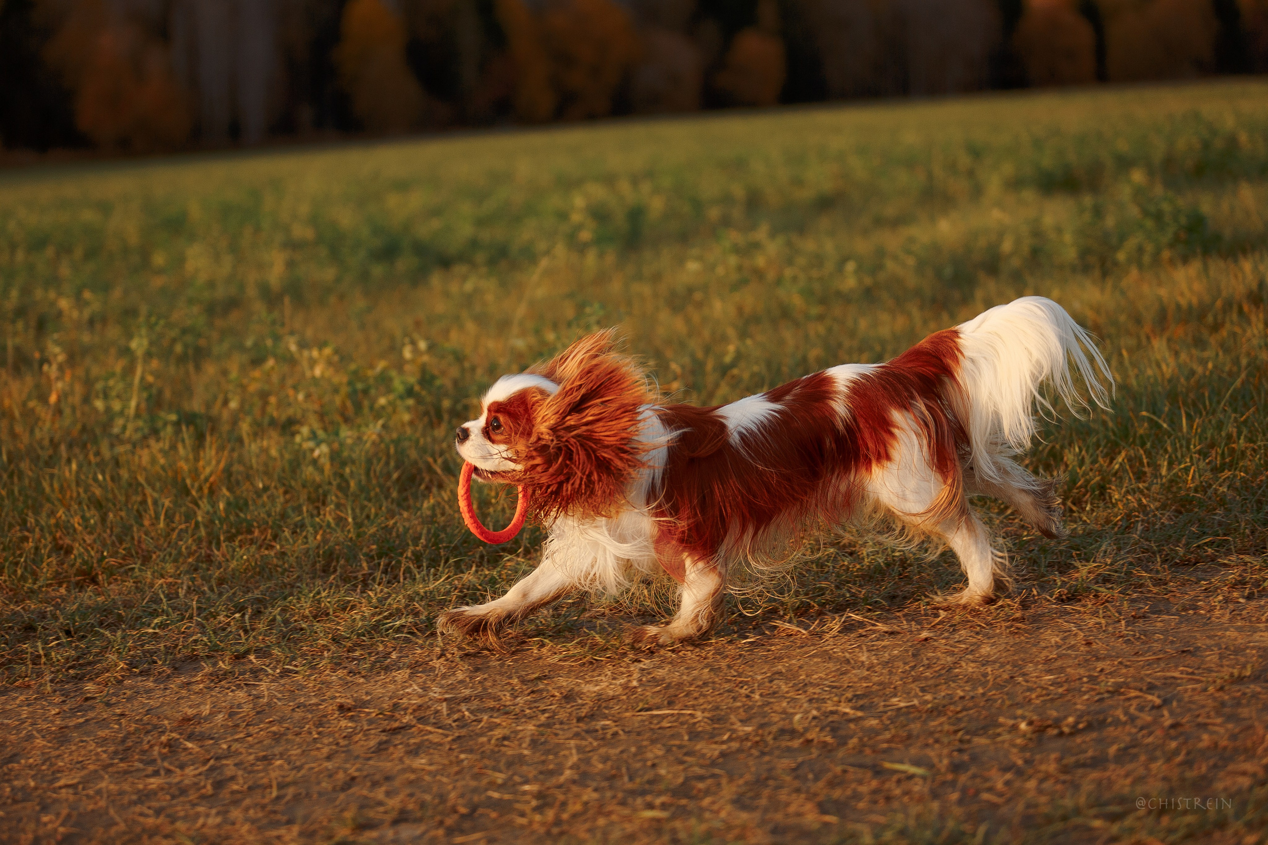 Октябрьский закат в полях. Алина и Лео. Фотограф-анималист Наталия Чистюхина в г. Сосновый Бор и ЛО