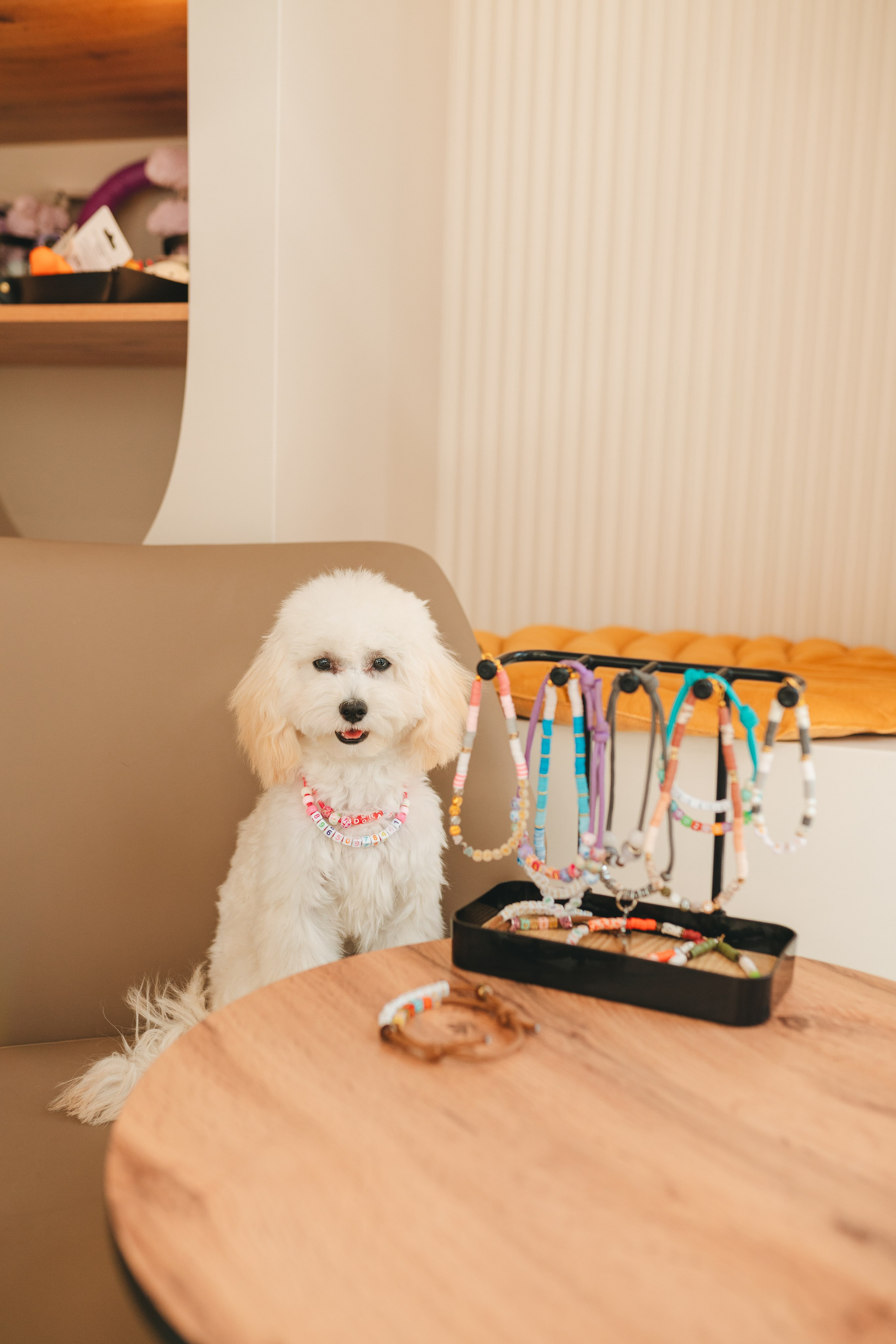 Груминг — салон. Фотограф анималист Осипчикова Мария