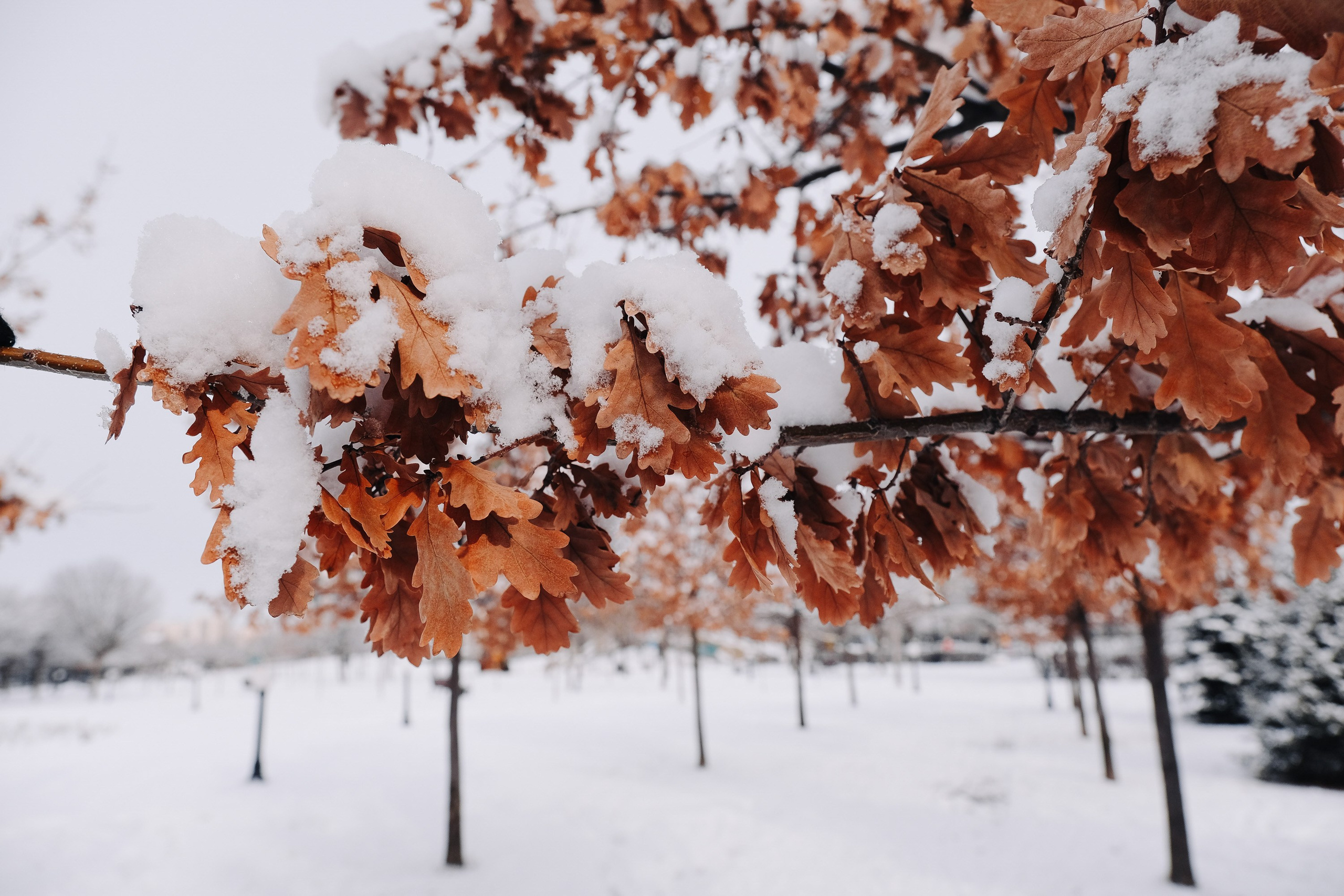 Театральный парк. Зима. Фотограф Анатолий Деникин