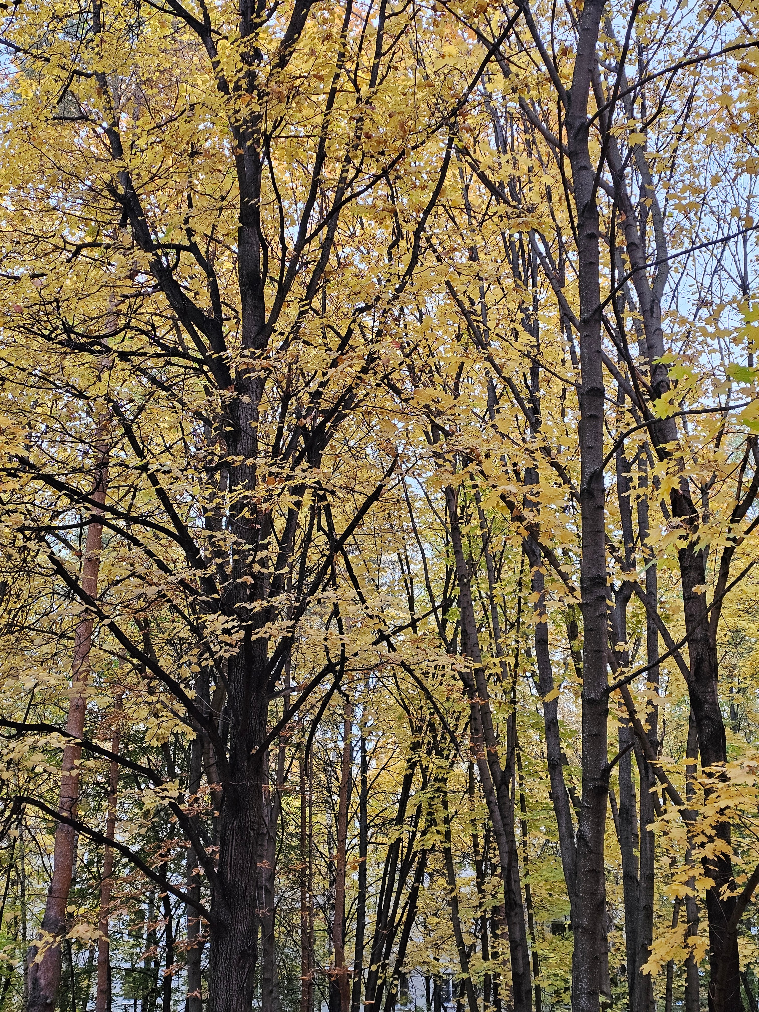 Группа высоких деревьев с тонкими стволами, некоторые из которых уже потеряли почти всю листву, в то время как другие еще сохраняют ярко-желтые листья. Обнаженные ветви создают сложный графический узор.
