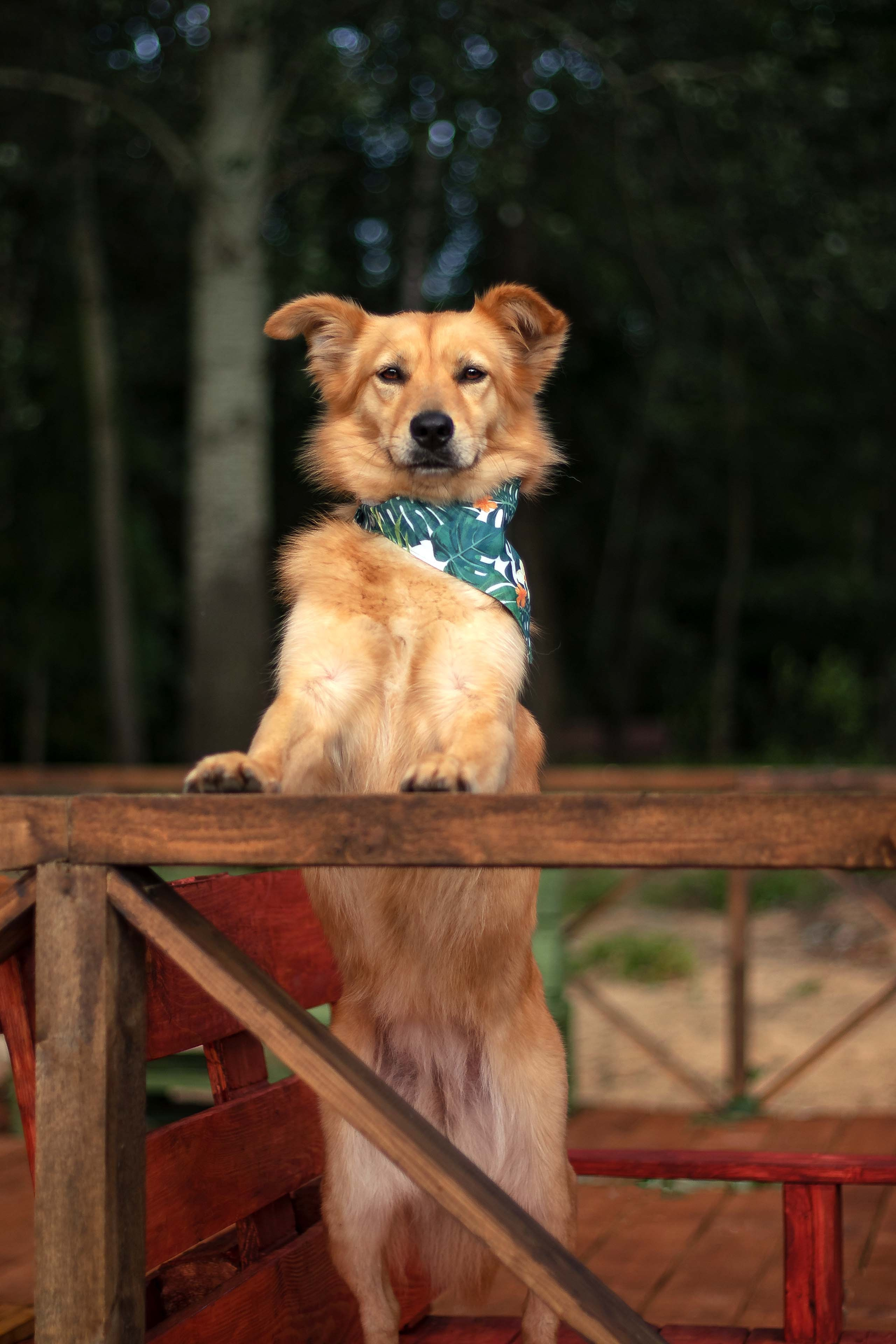 Портфолио фотографа-анималиста из Воронежа Алины Ивановой. Фотограф — анималист Алина Иванова