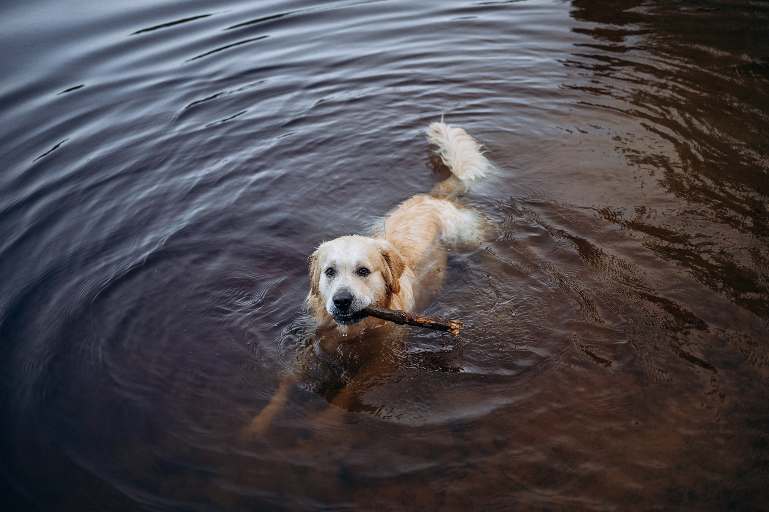 Лёва и его семья. Фотограф — Анималист | Санкт-Петербург