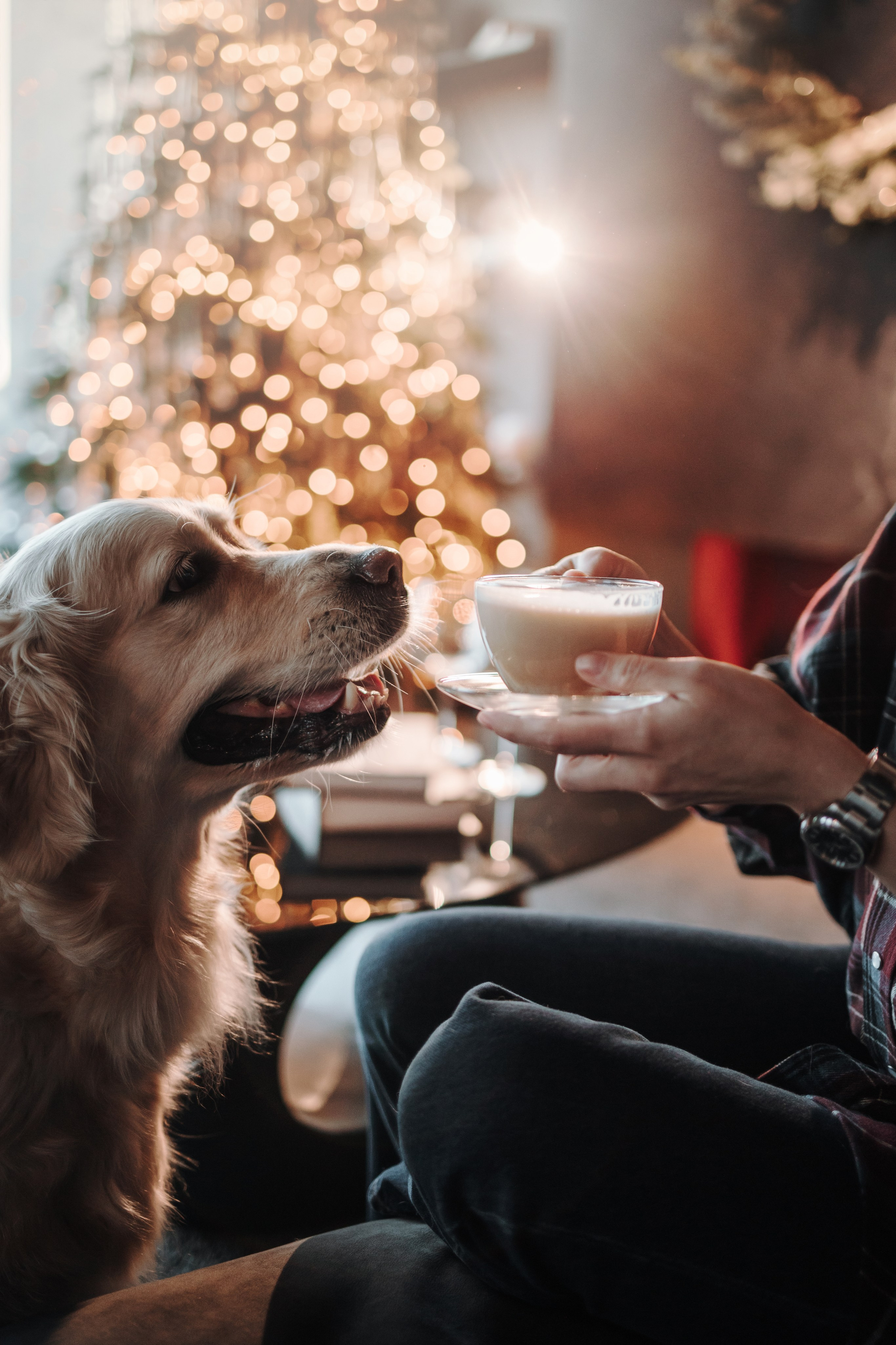 Вика и Рози. Фотограф — Анималист | Санкт-Петербург